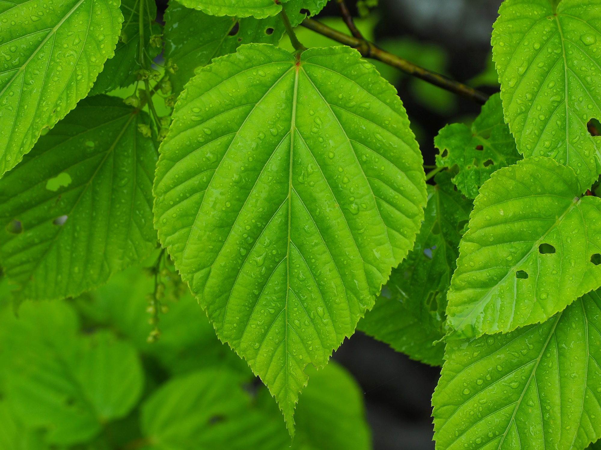 ヤクシマオナガカエデの新緑