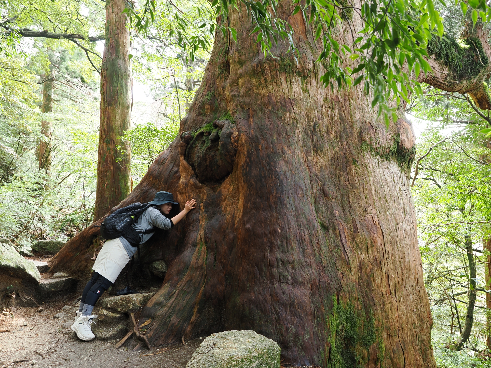 屋久杉の巨木