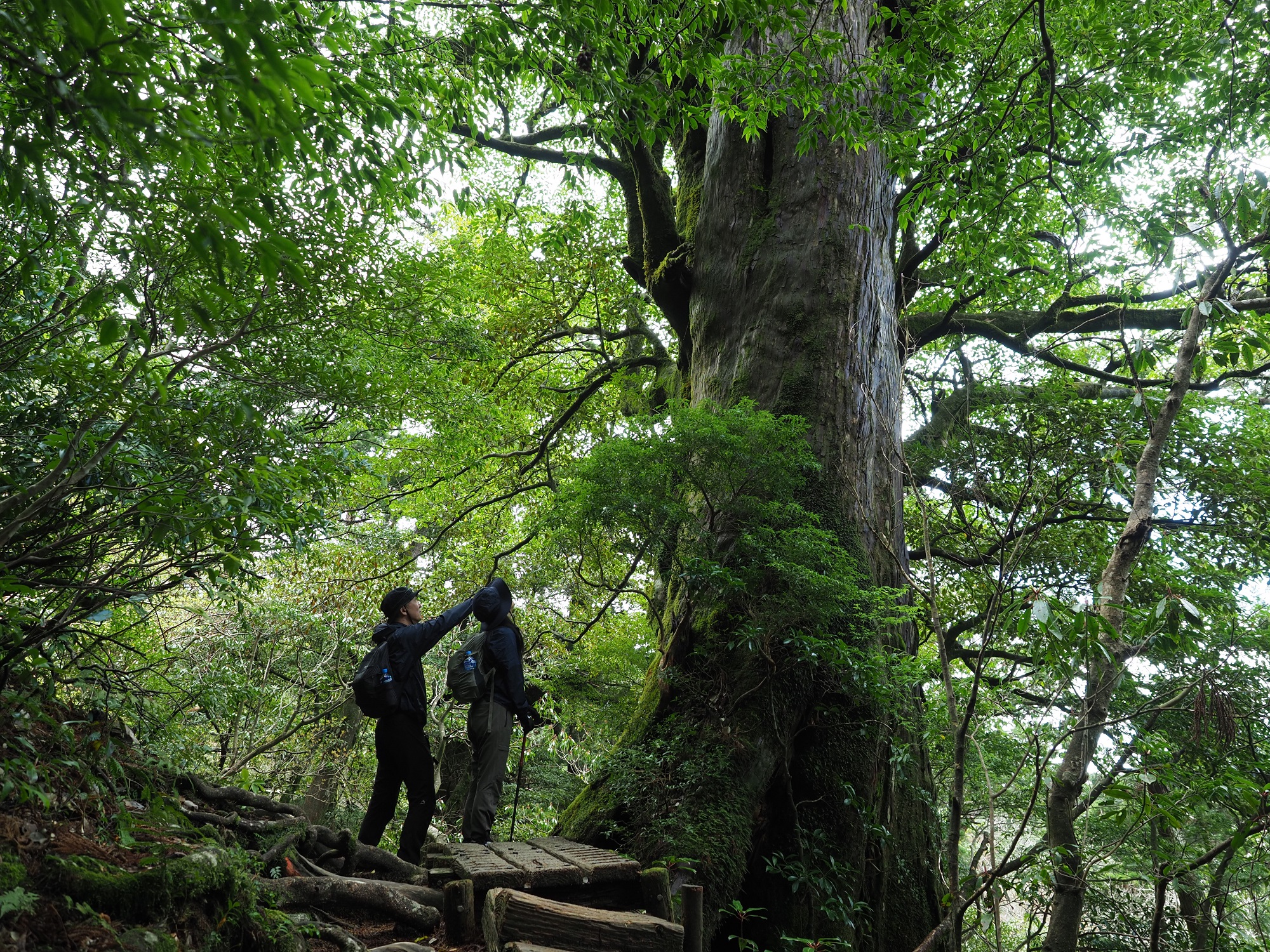 屋久杉の巨木