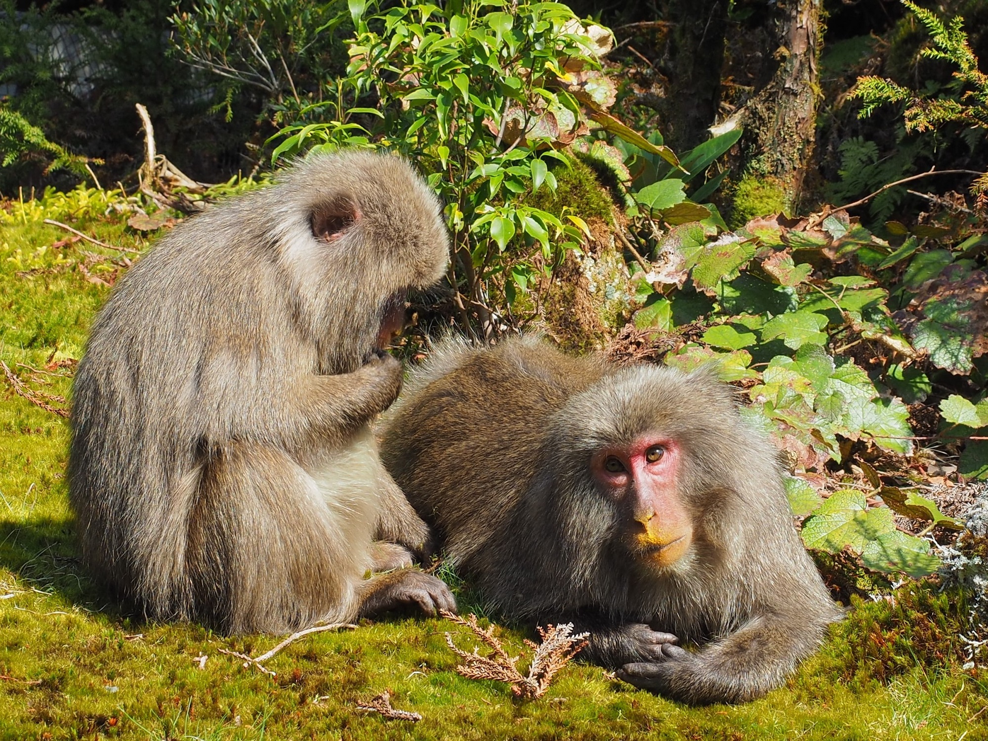 休憩するヤクザル