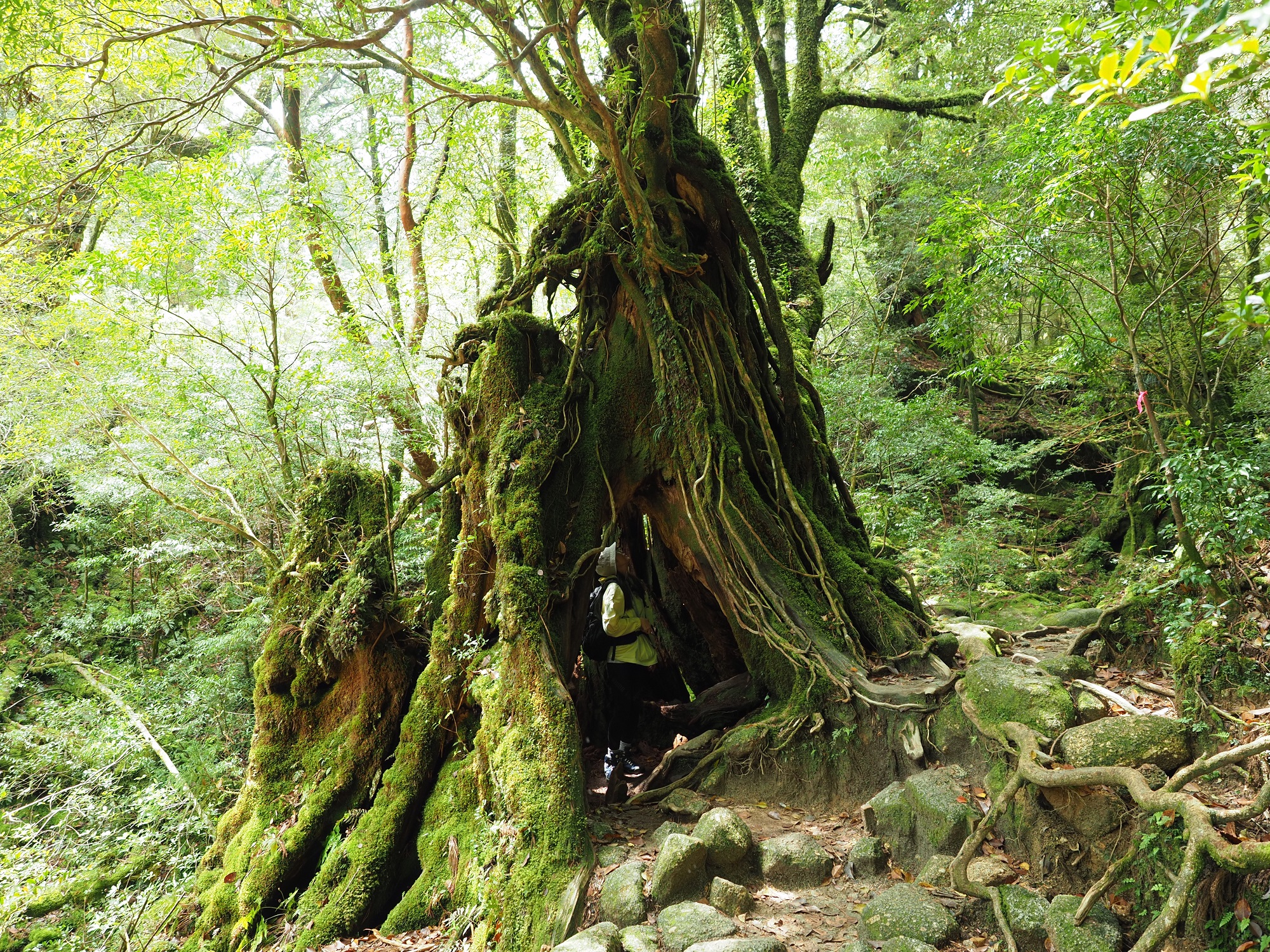 屋久杉の切り株