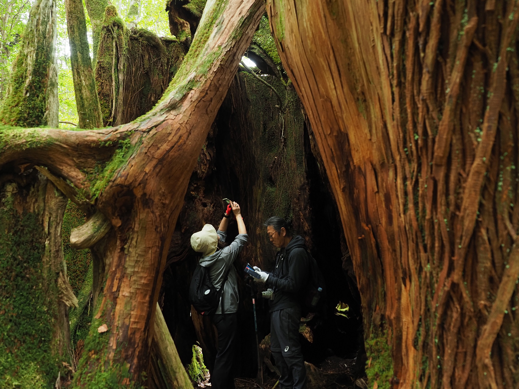 屋久杉の切り株