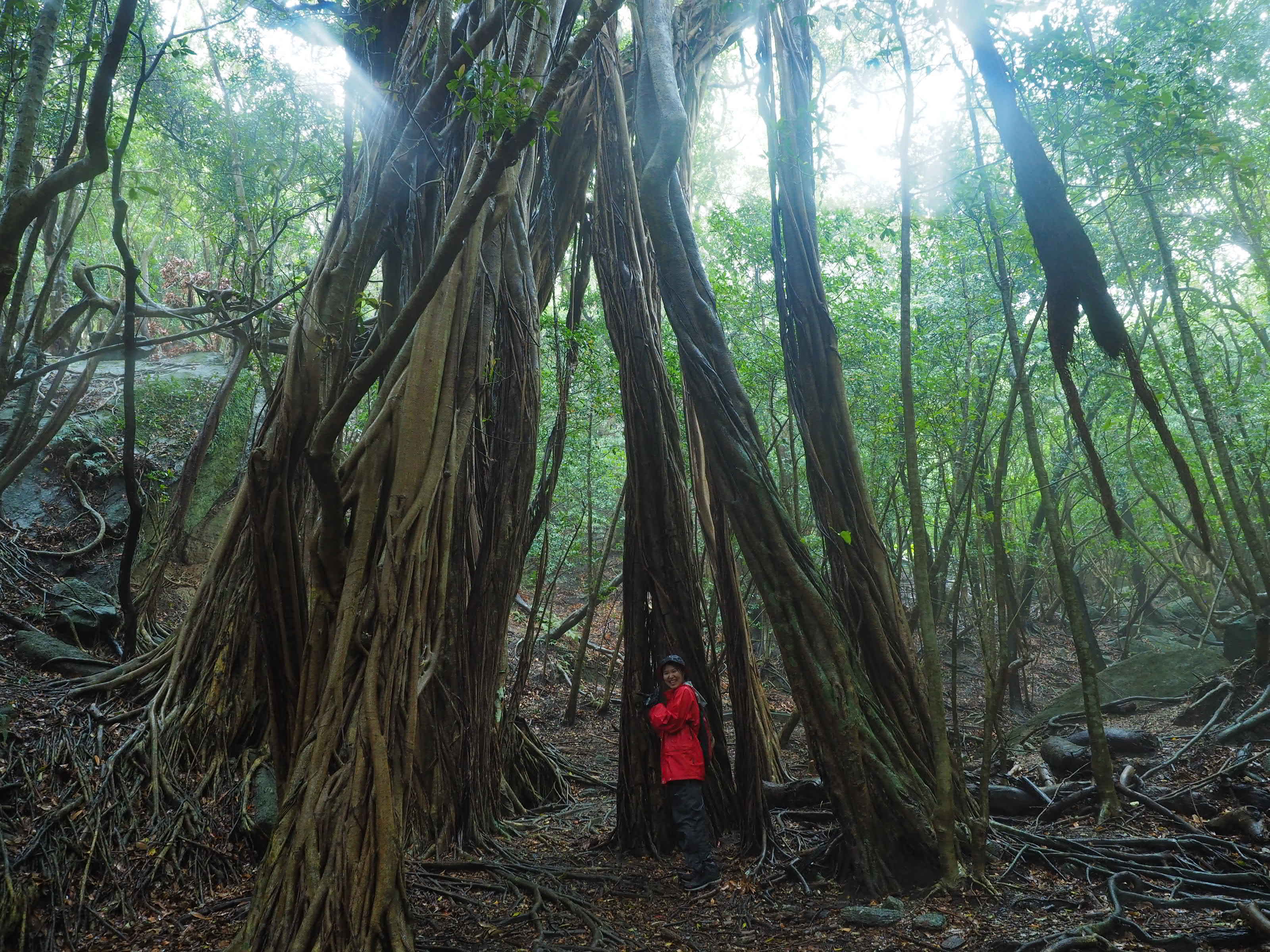 西部林道の巨大なガジュマル