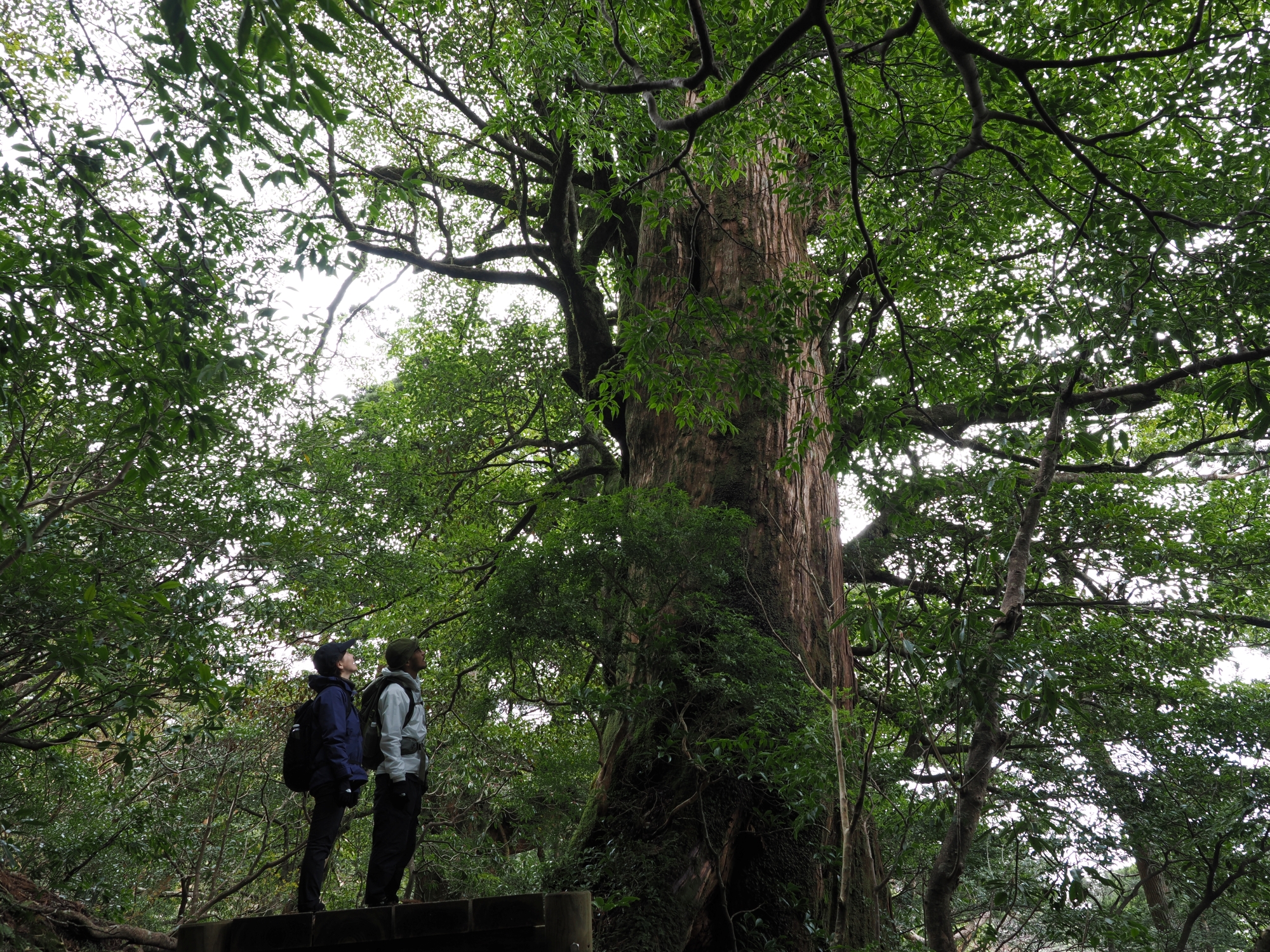 屋久杉の巨木