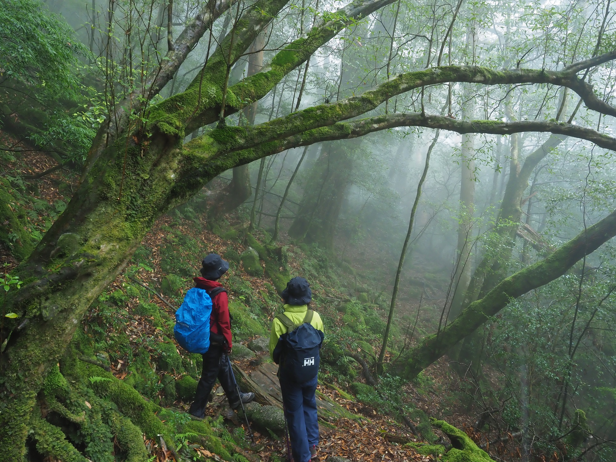 霧がかかった森