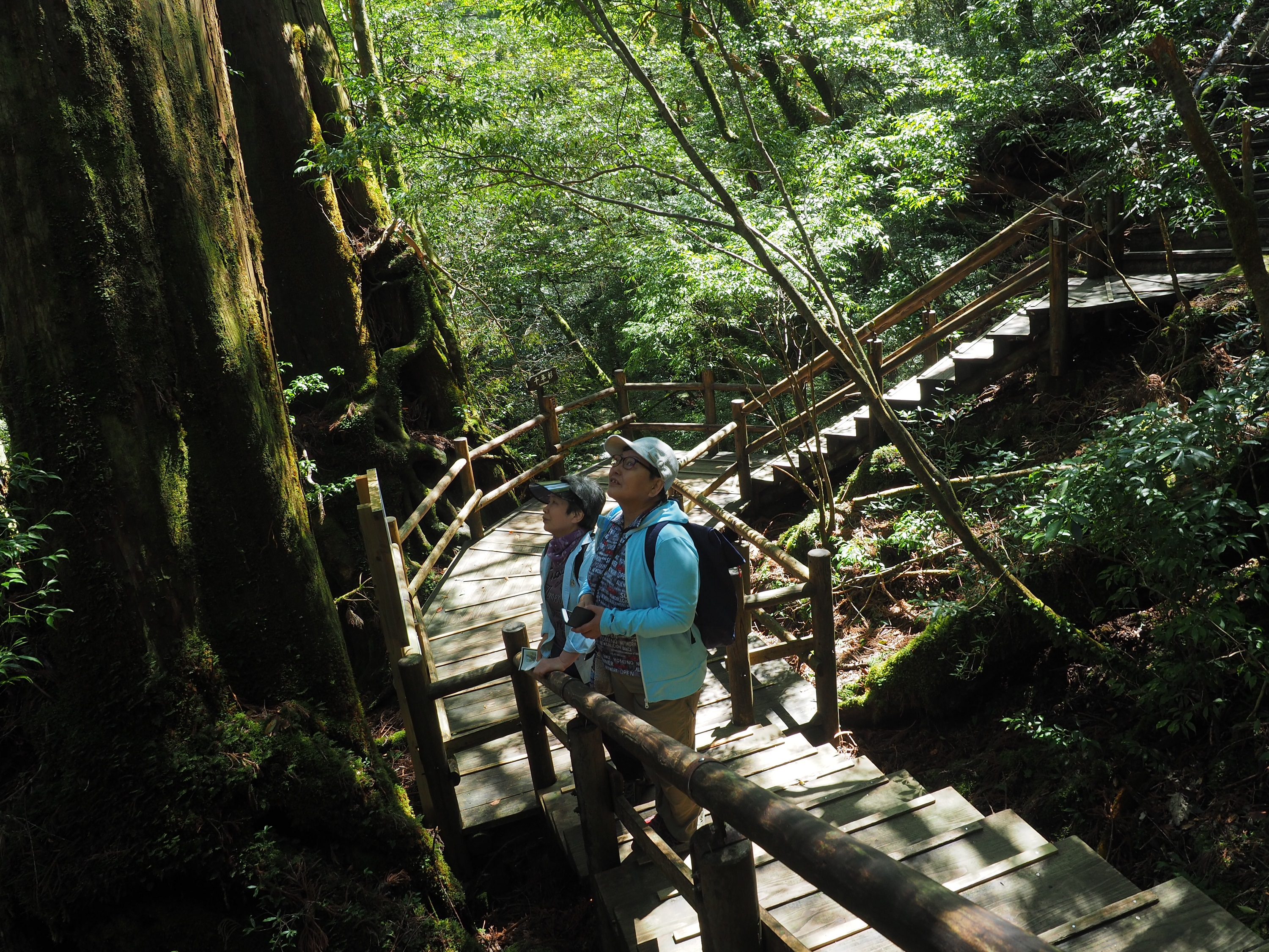 ヤクスギランド50分コース