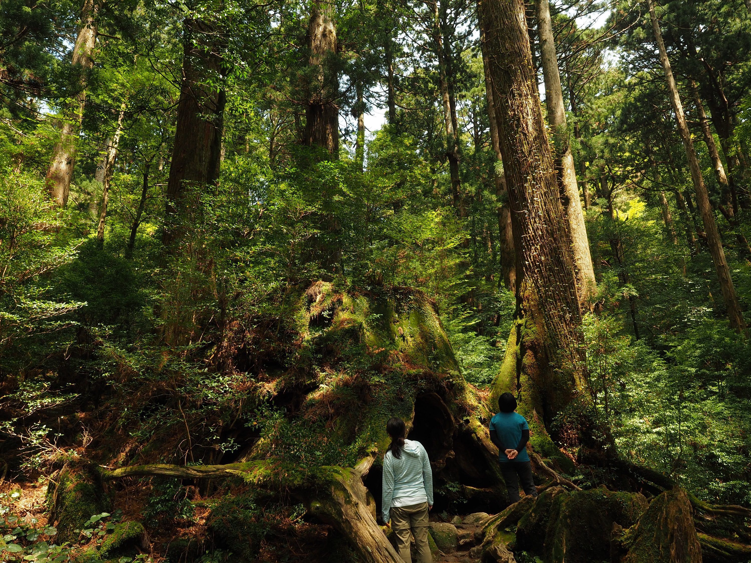 縄文杉コースのウィルソン株