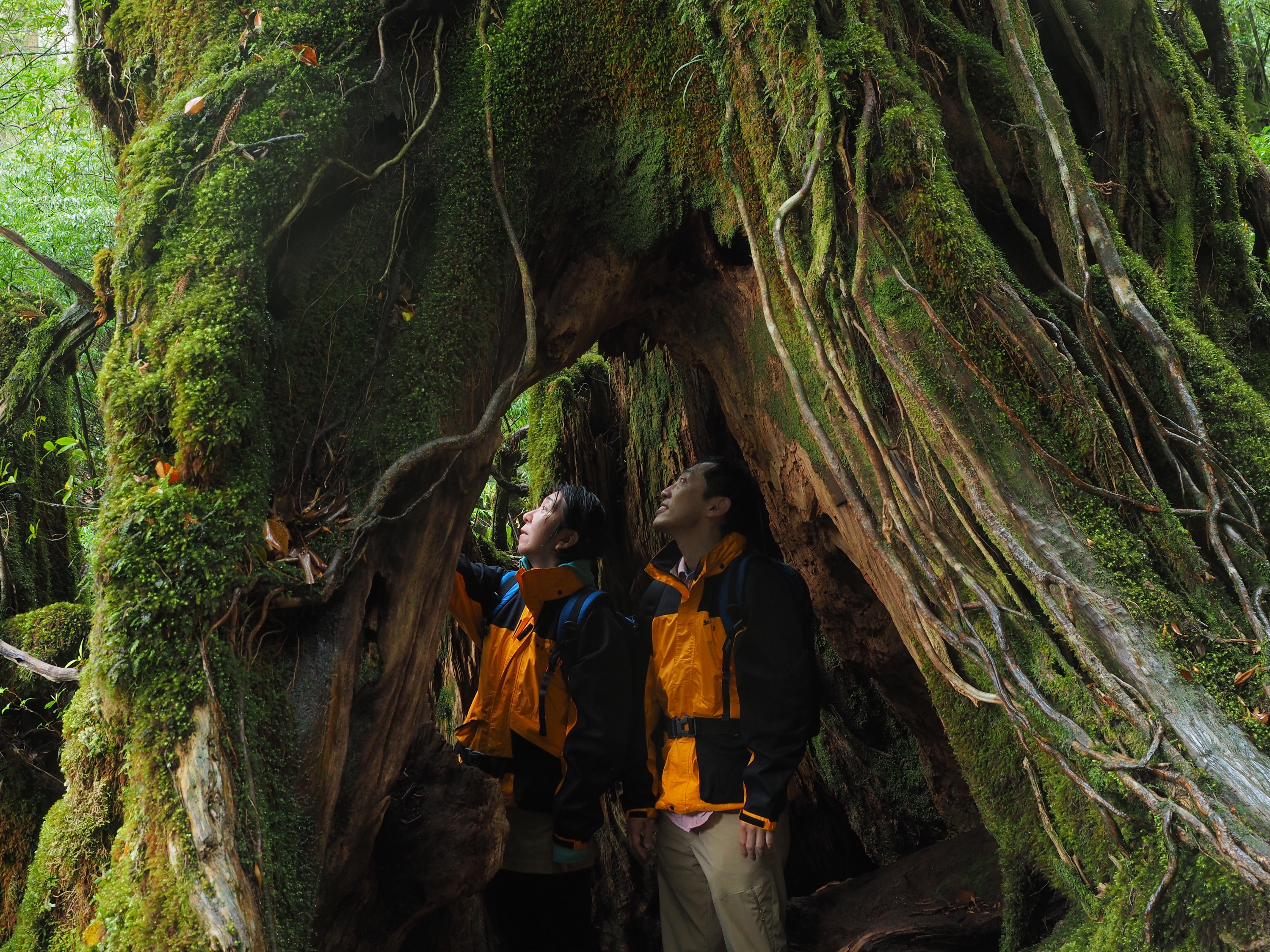 白谷雲水峡　屋久杉の切り株
