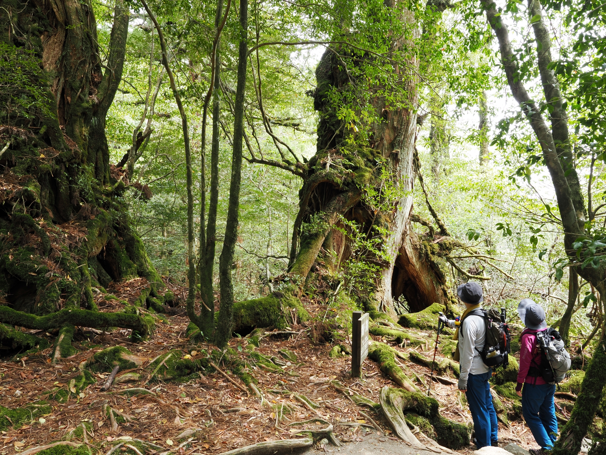 武家杉と公家杉