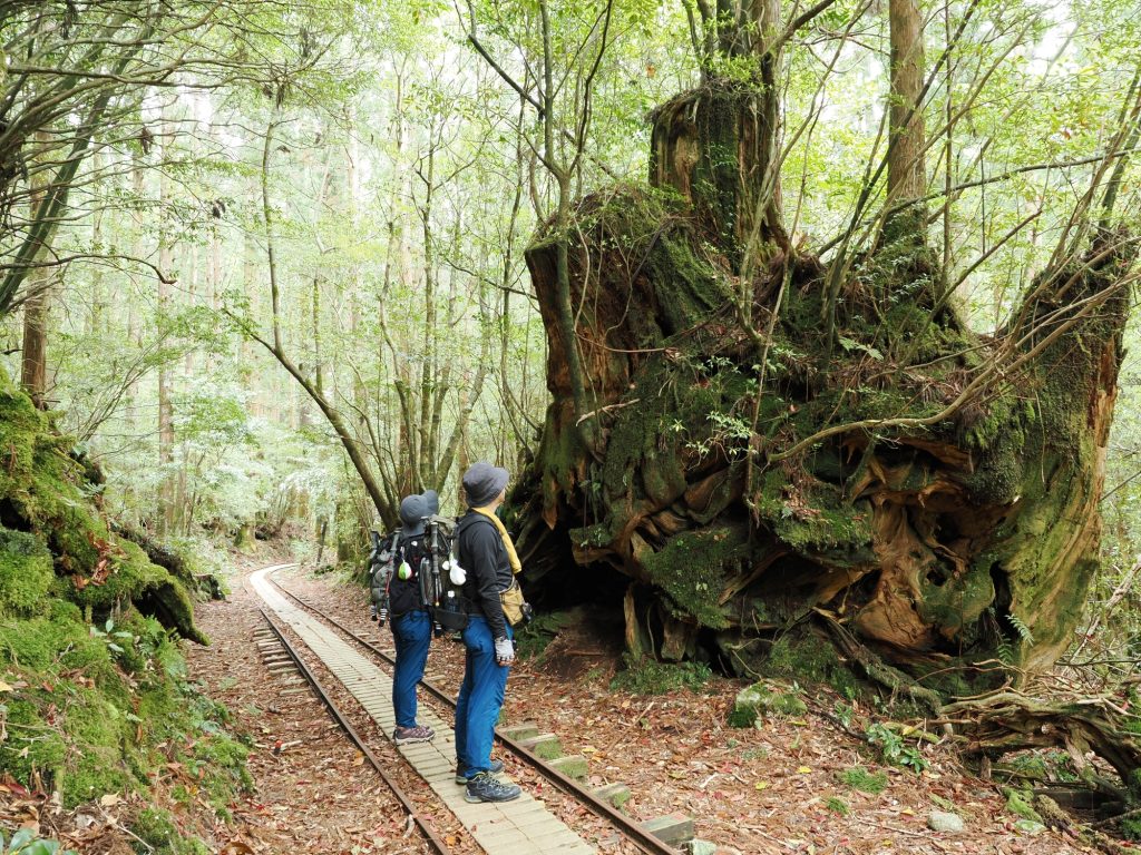 トロッコ道の屋久杉の切り株