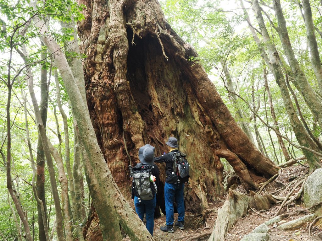 二代杉