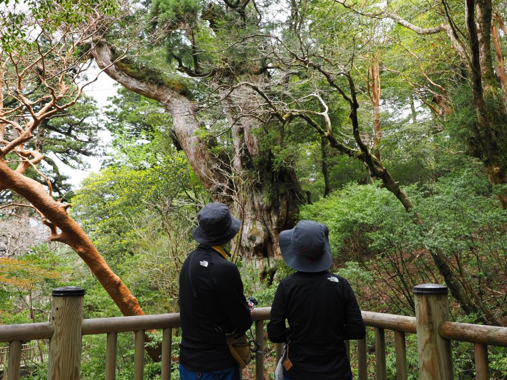 縄文杉