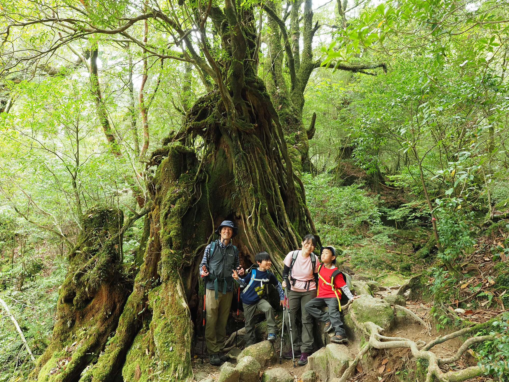屋久杉の切り株