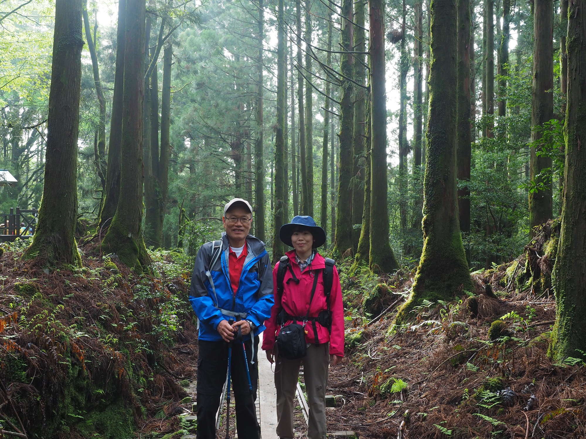 縄文杉コースのトロッコ道