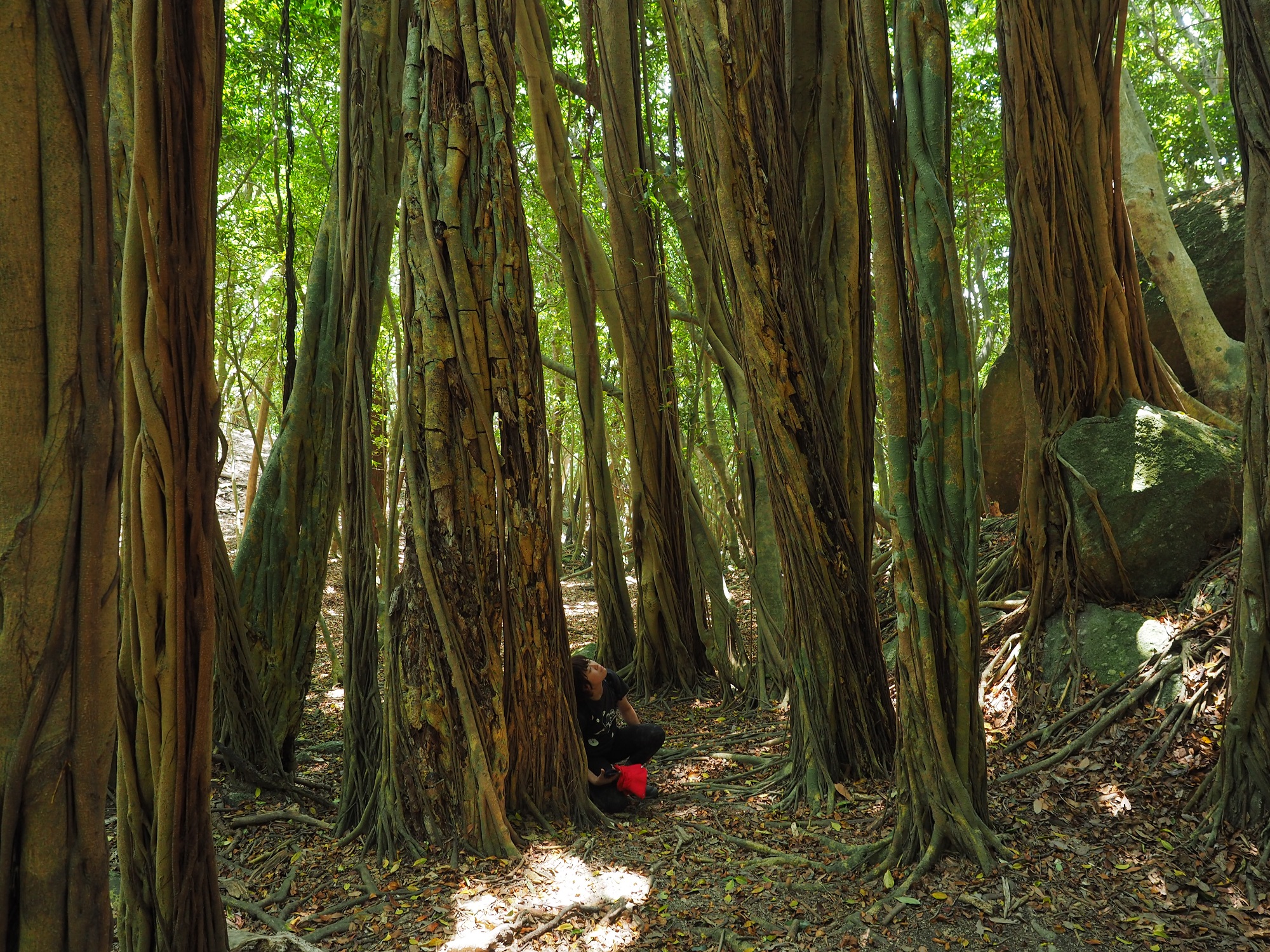 西部林道のガジュマル