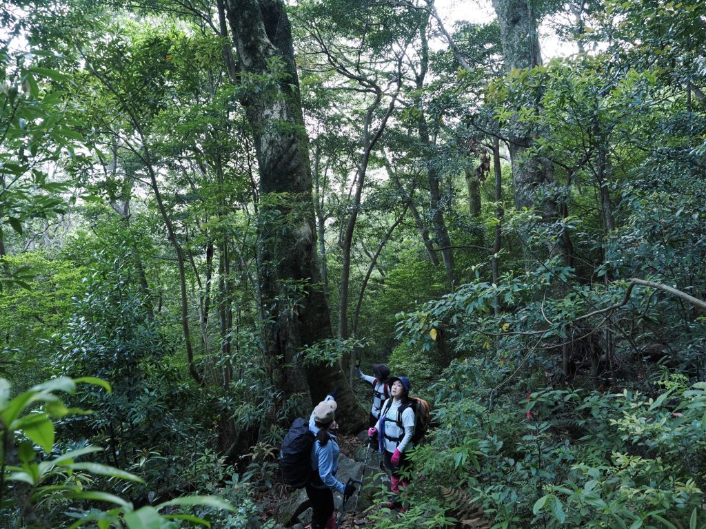 愛子岳登山道