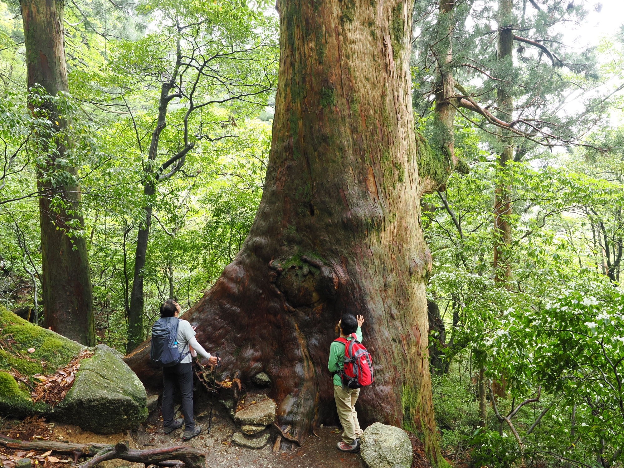 屋久杉の巨木