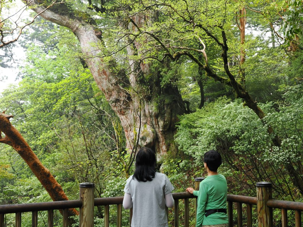 縄文杉