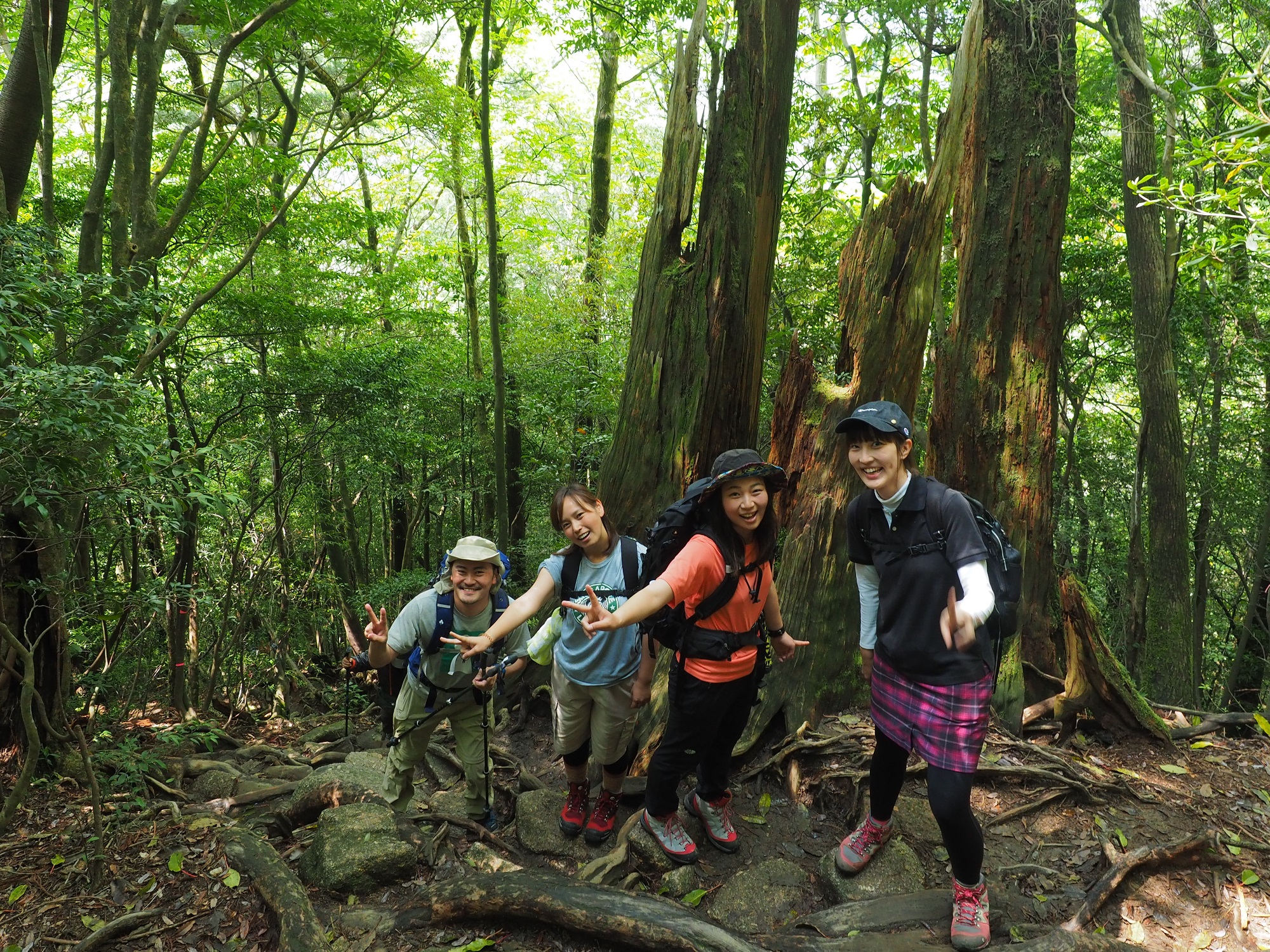 縄文杉コースの大株歩道