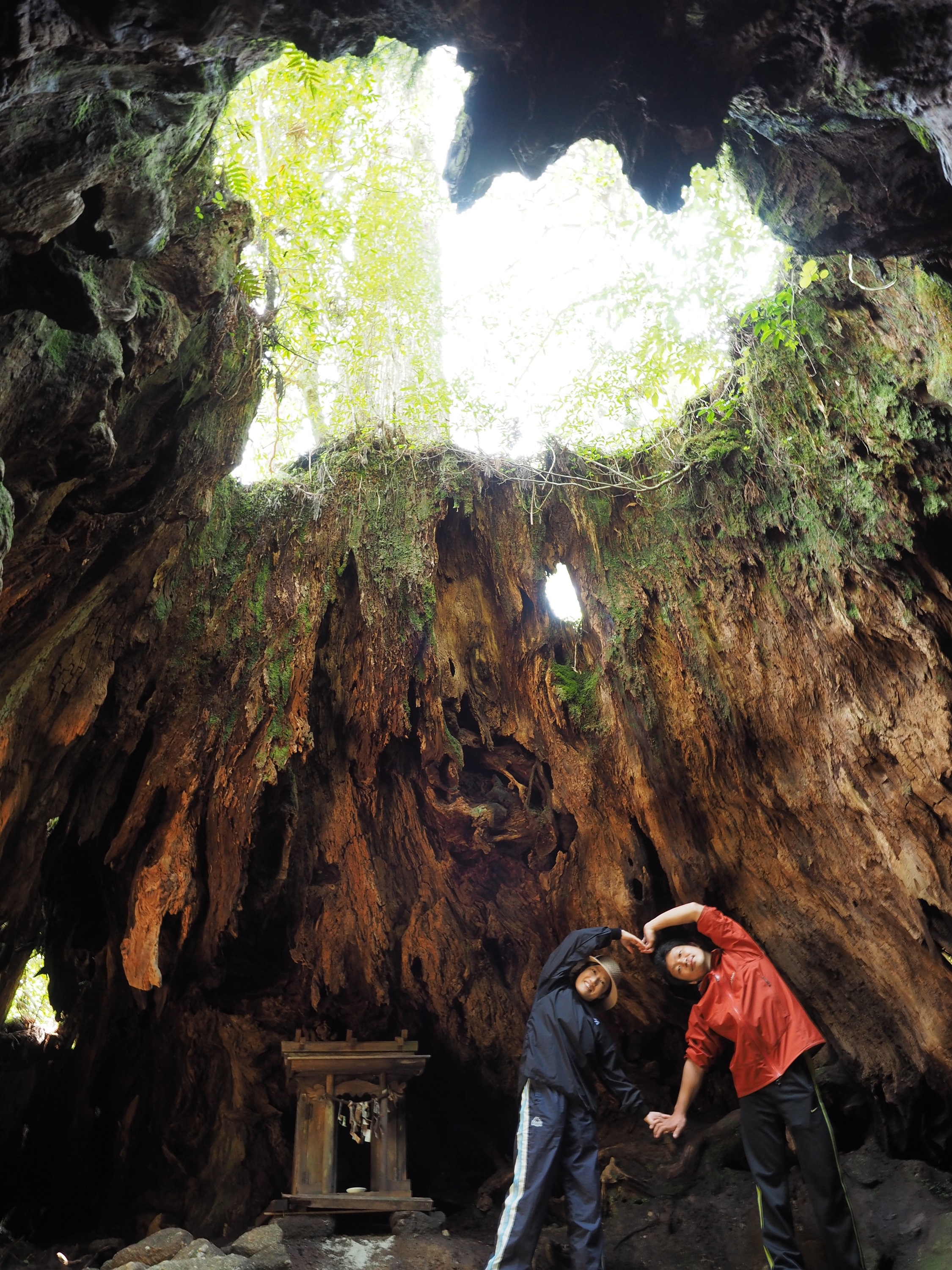 ウィルソン株のハート