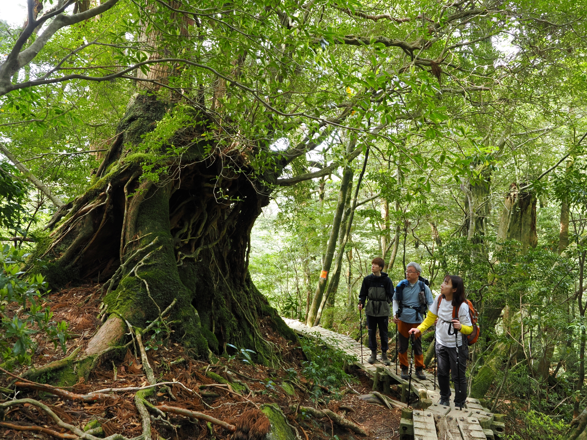 屋久杉の切り株