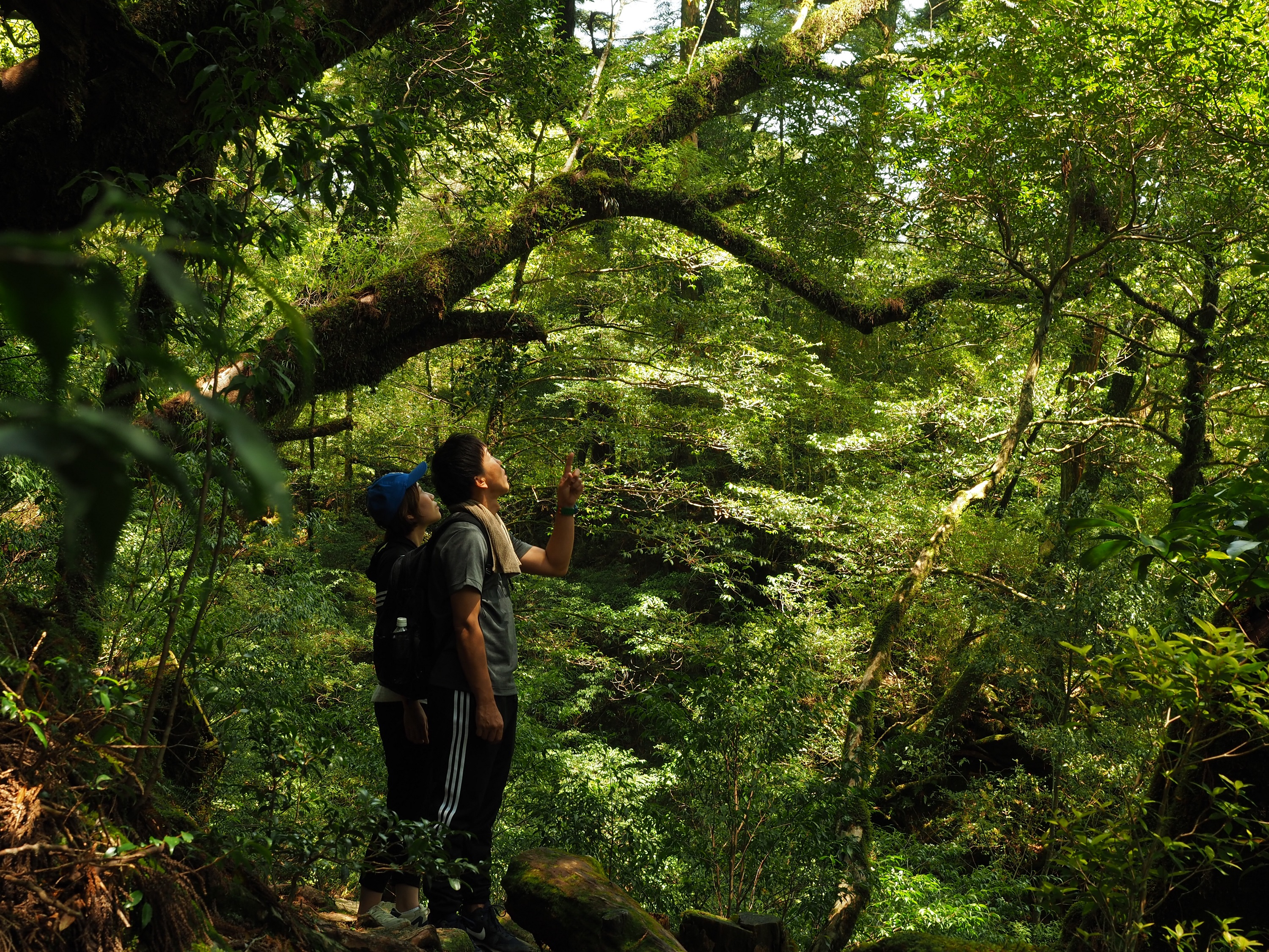 ヤクスギランド90分コース