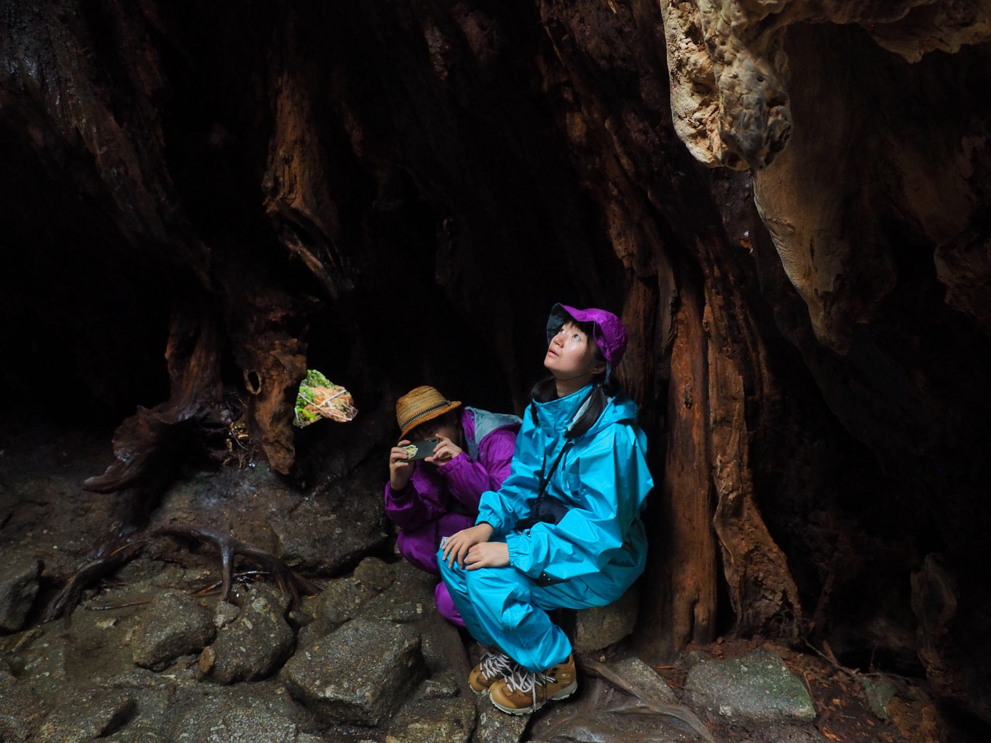 縄文杉コースのウィルソン株