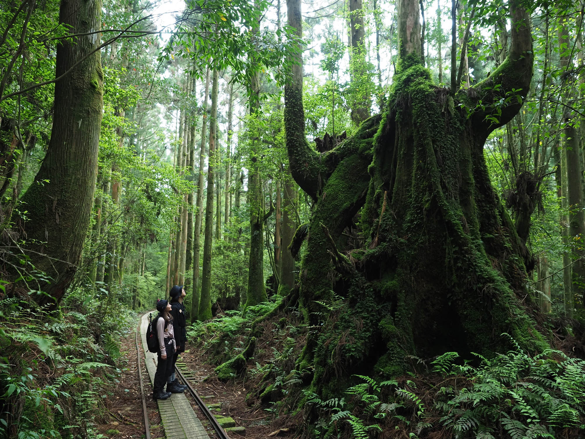 トロッコ道の屋久杉の切り株