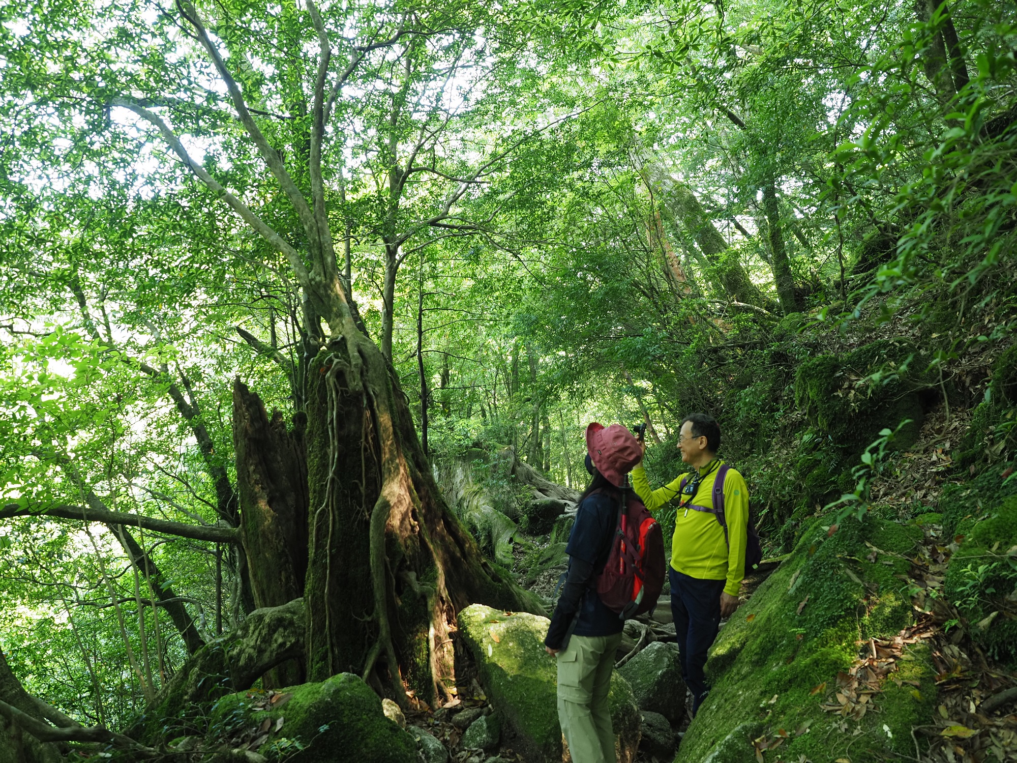 屋久杉の切り株
