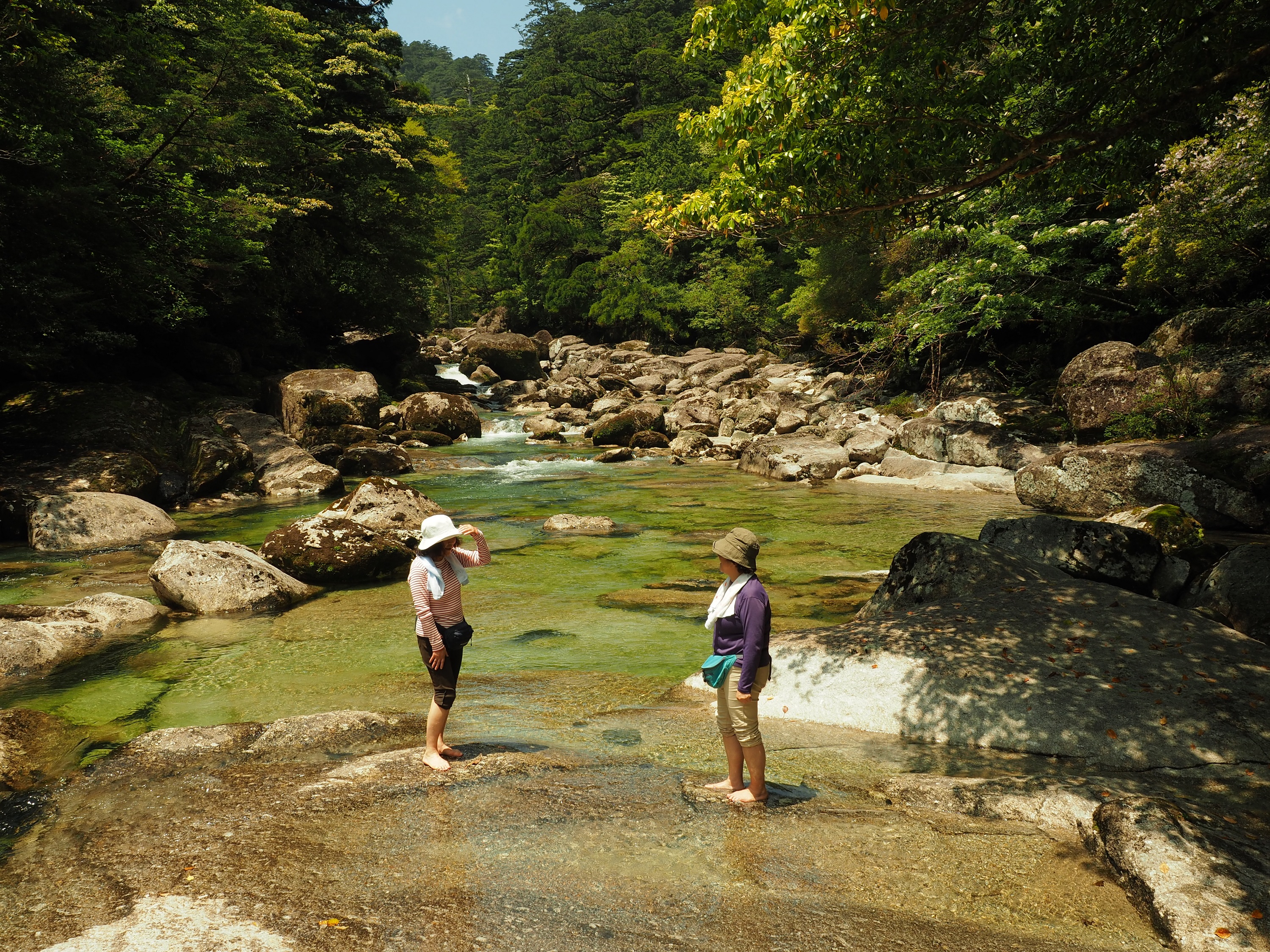 ヤクスギランド90分コース