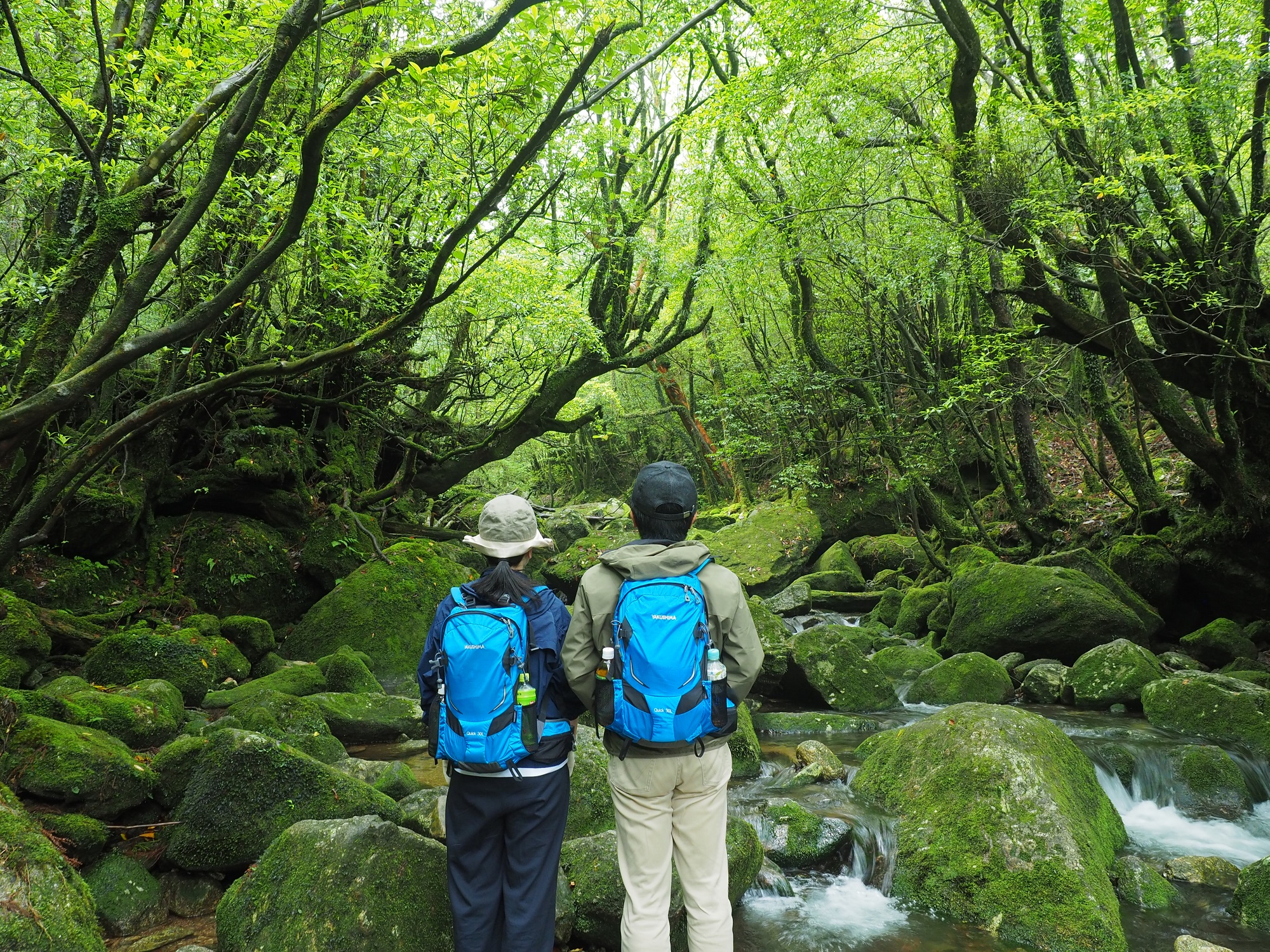 白谷雲水峡の白谷川