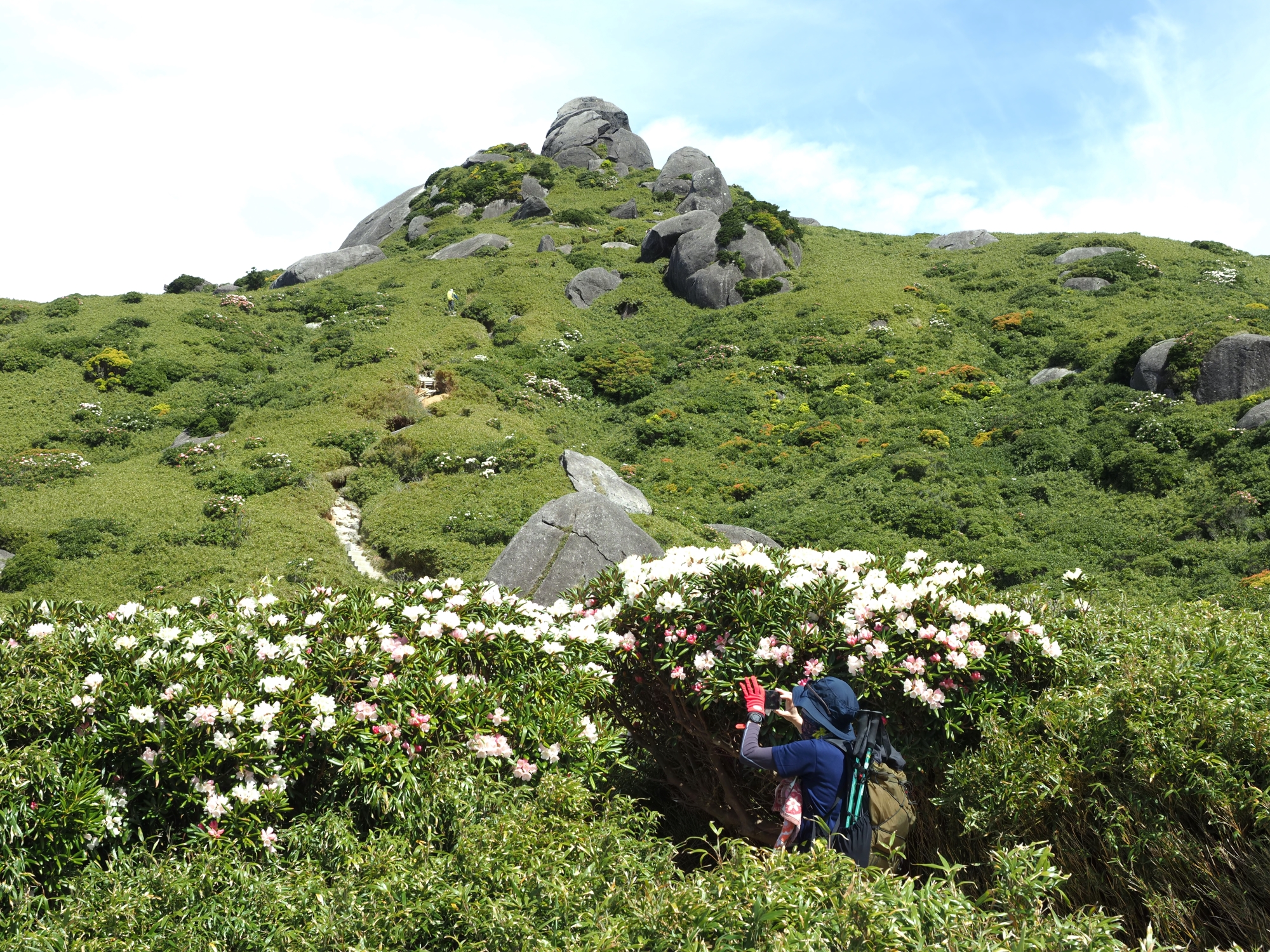 ヤクシマシャクナゲを撮影