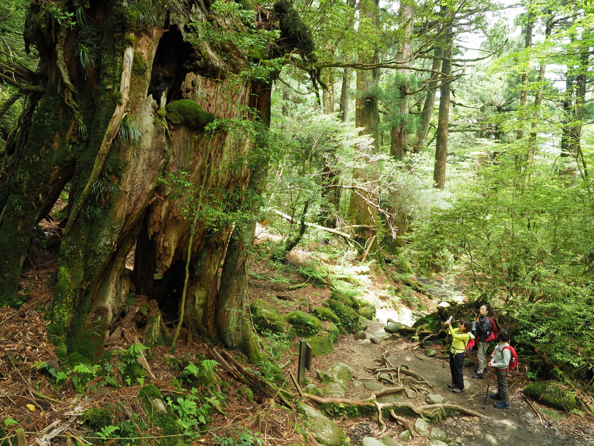 かみなりおんじ