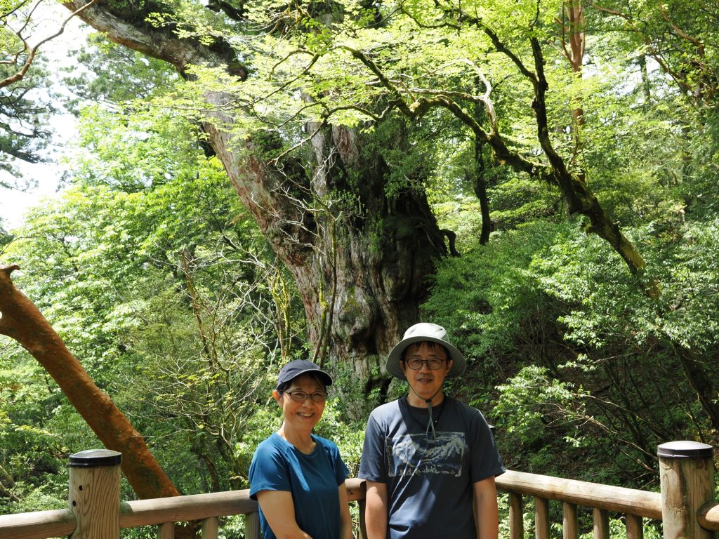 縄文杉