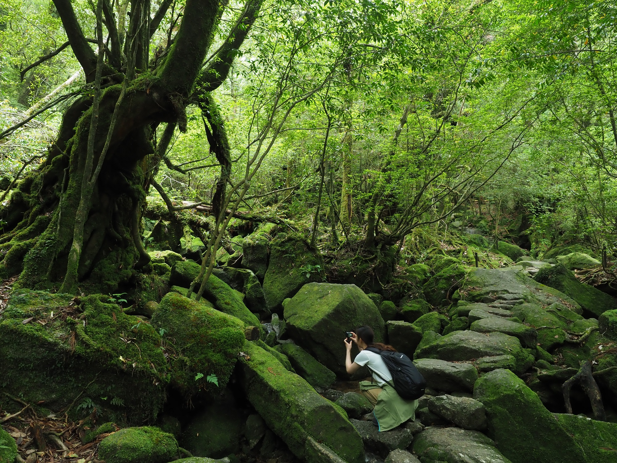 屋久杉の切り株