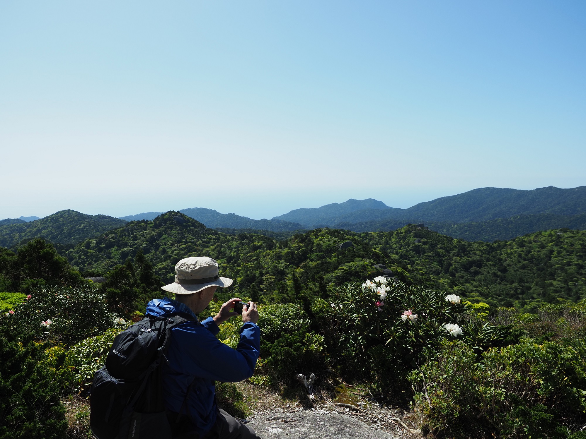 ヤクシマシャクナゲ