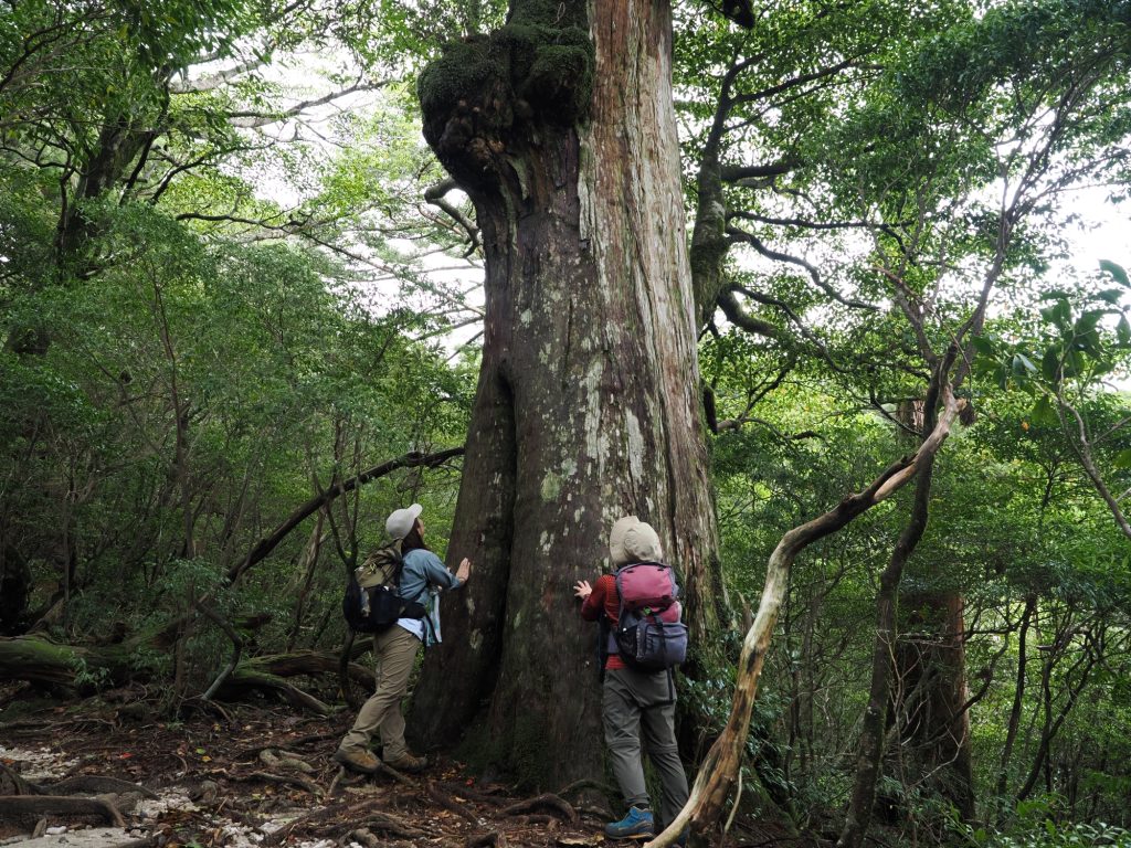 屋久杉の巨木