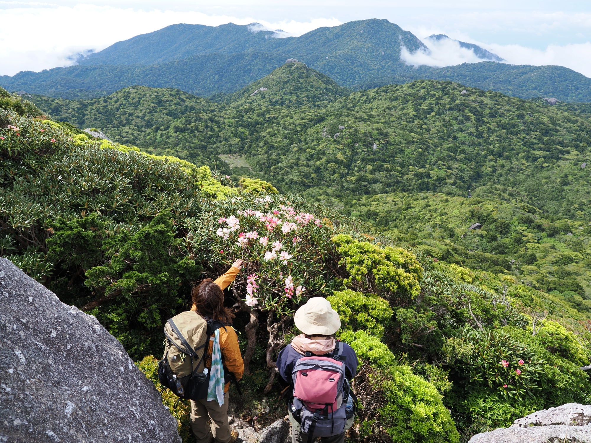 ヤクシマシャクナゲ