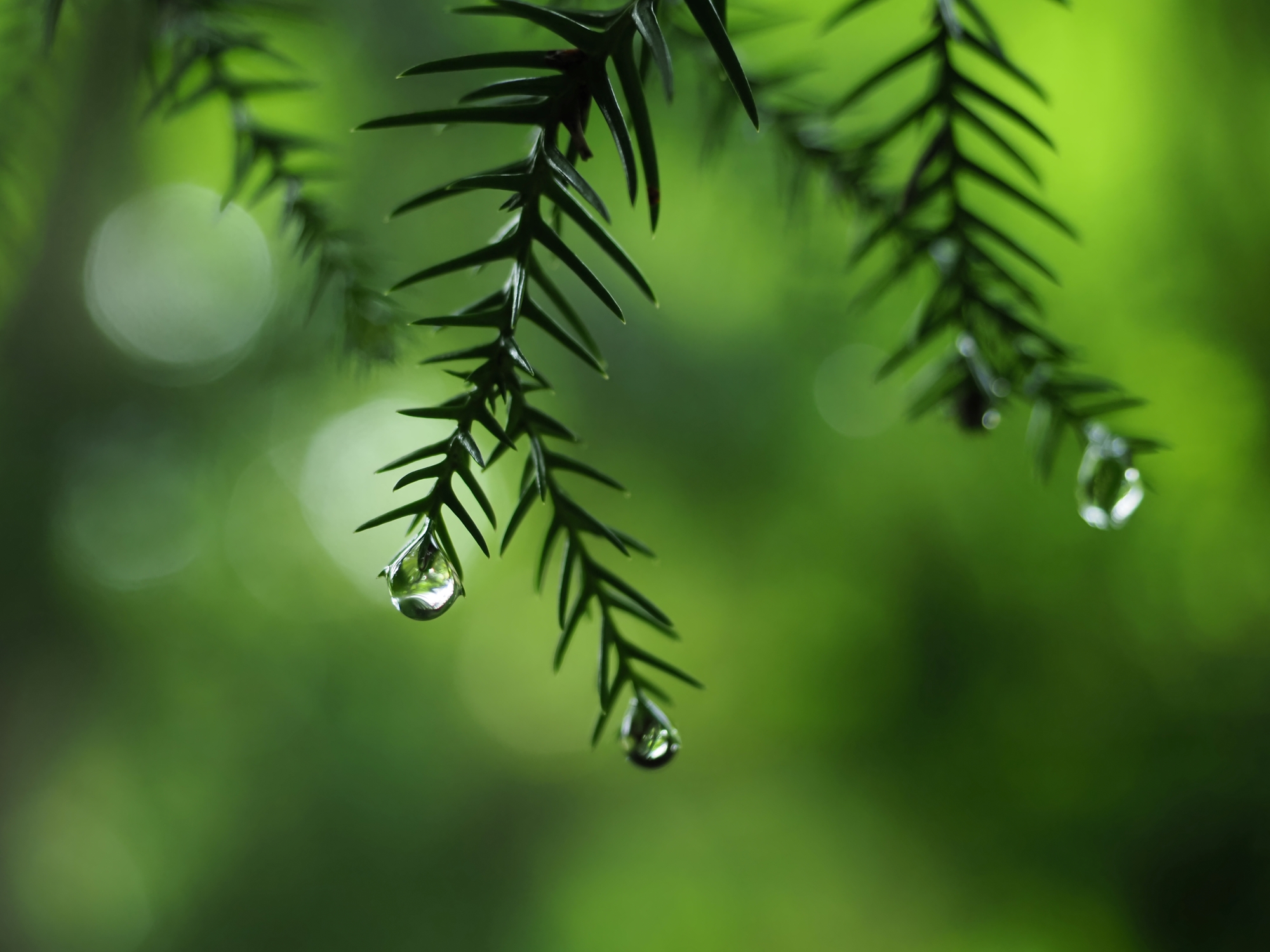 杉の葉の雫
