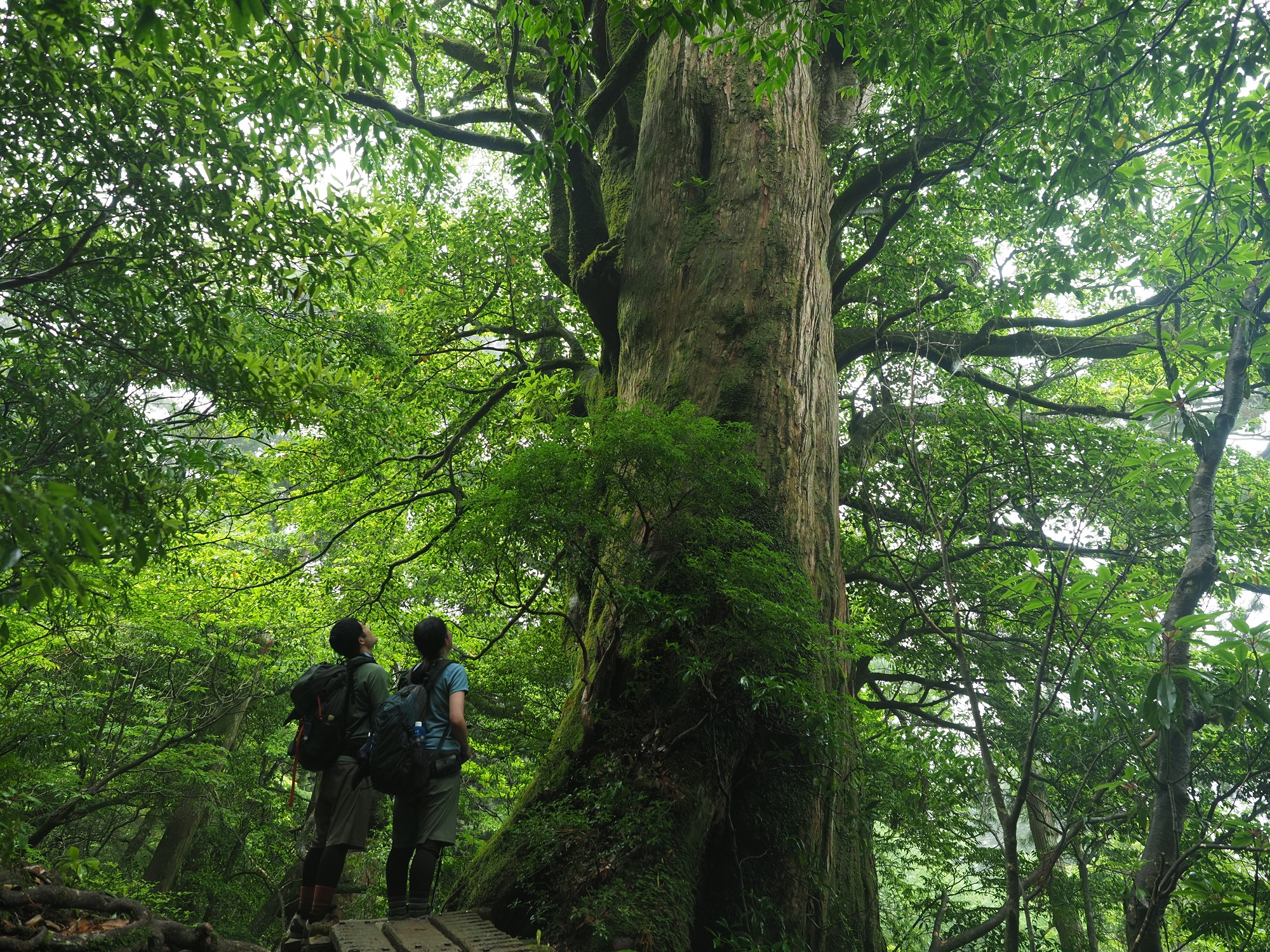 屋久杉の巨木