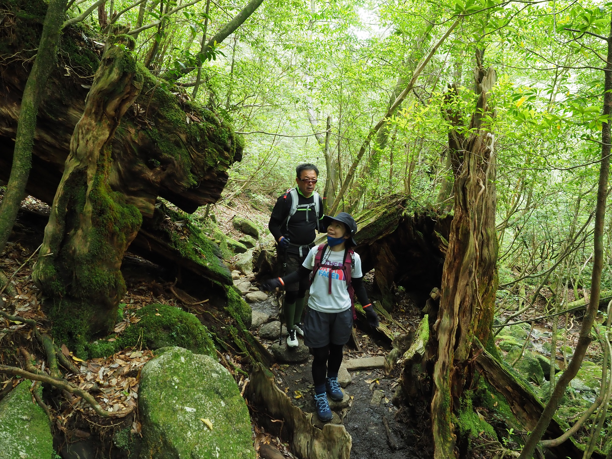 屋久杉の切り株