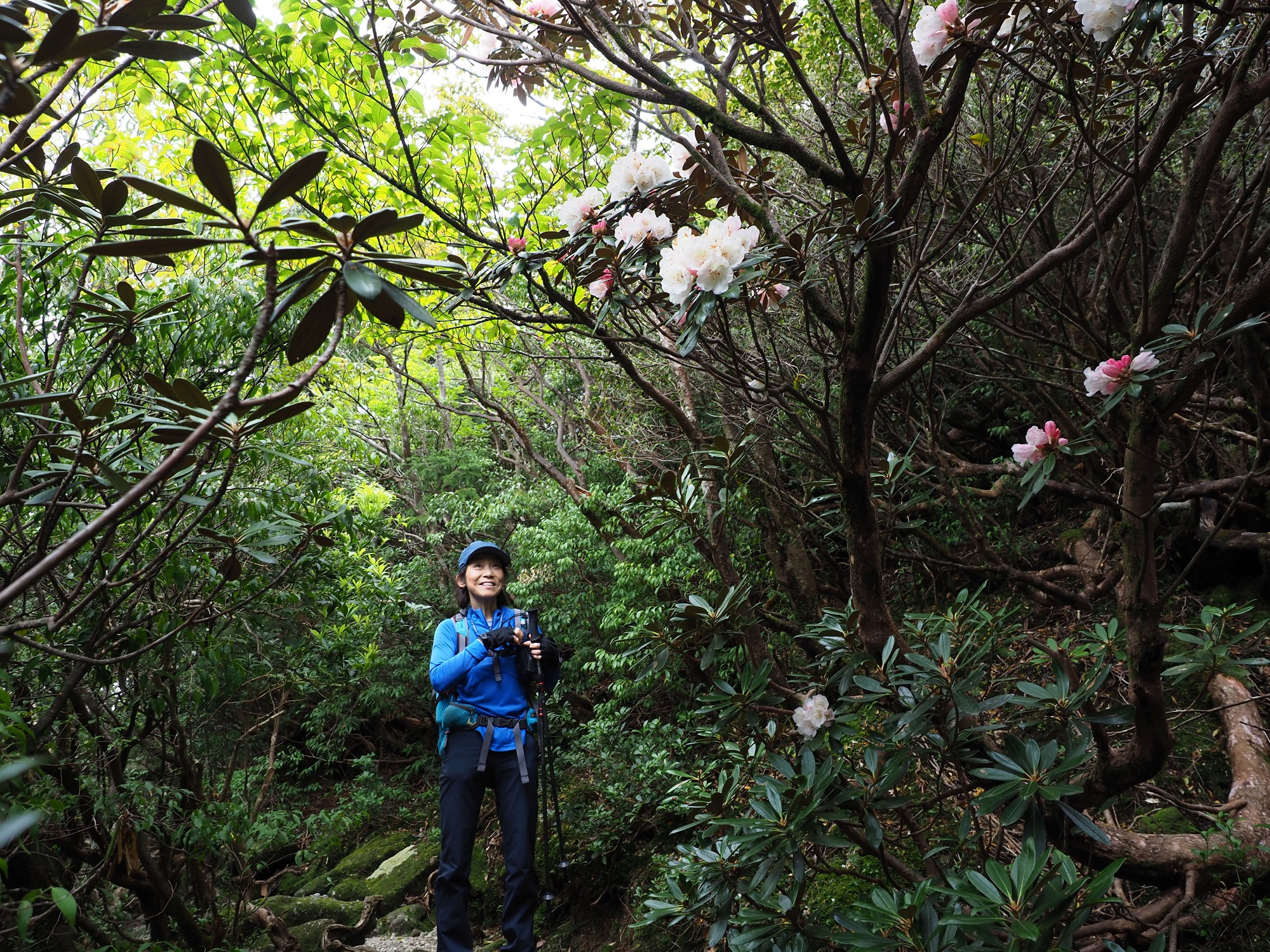 ヤクシマシャクナゲ