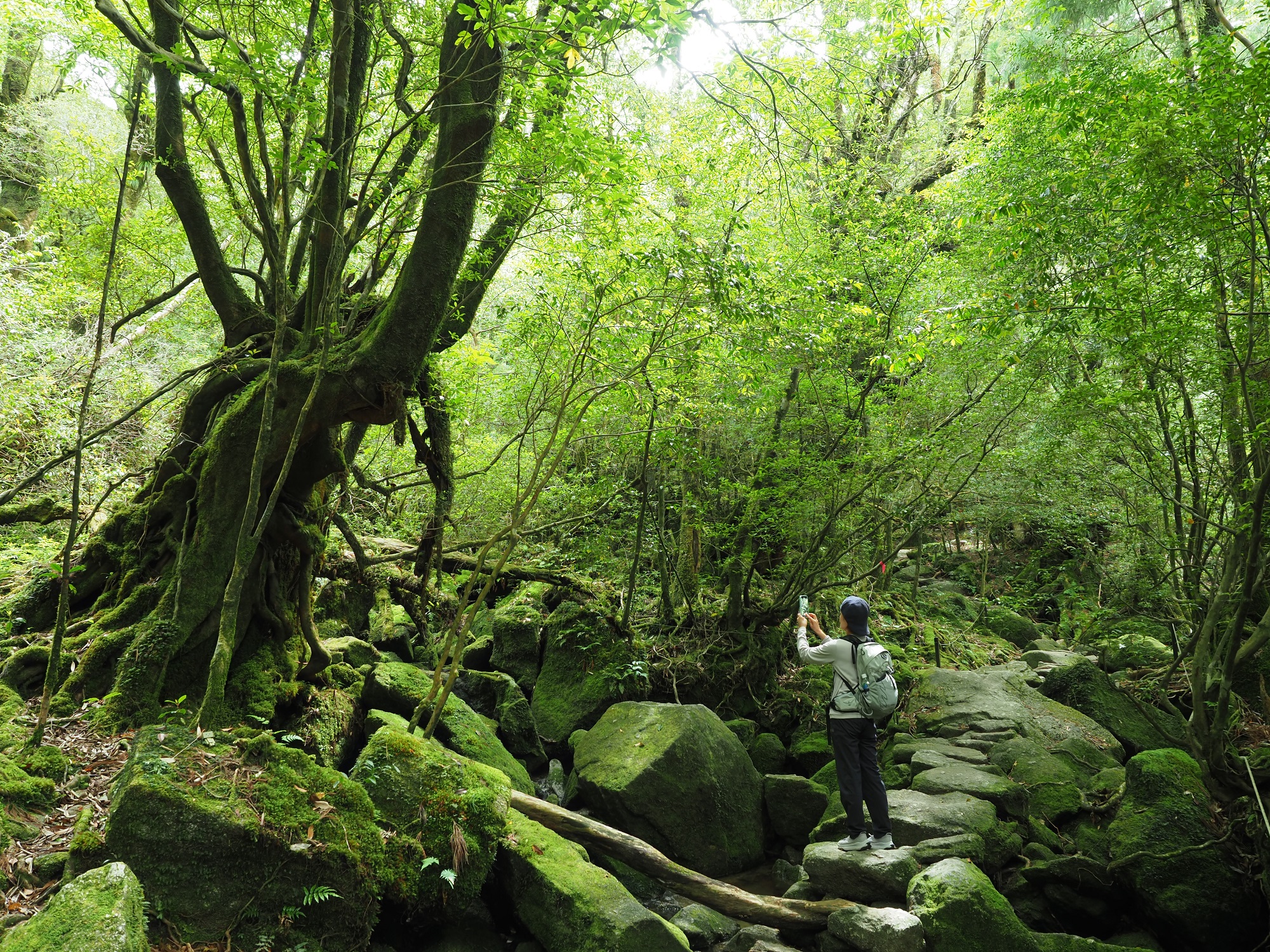 屋久杉の切り株