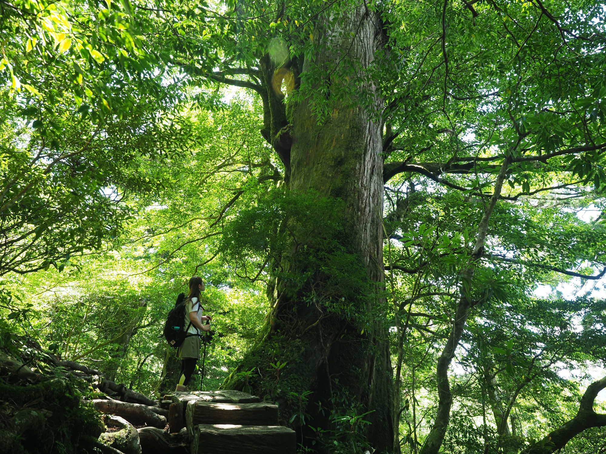 屋久杉の巨木