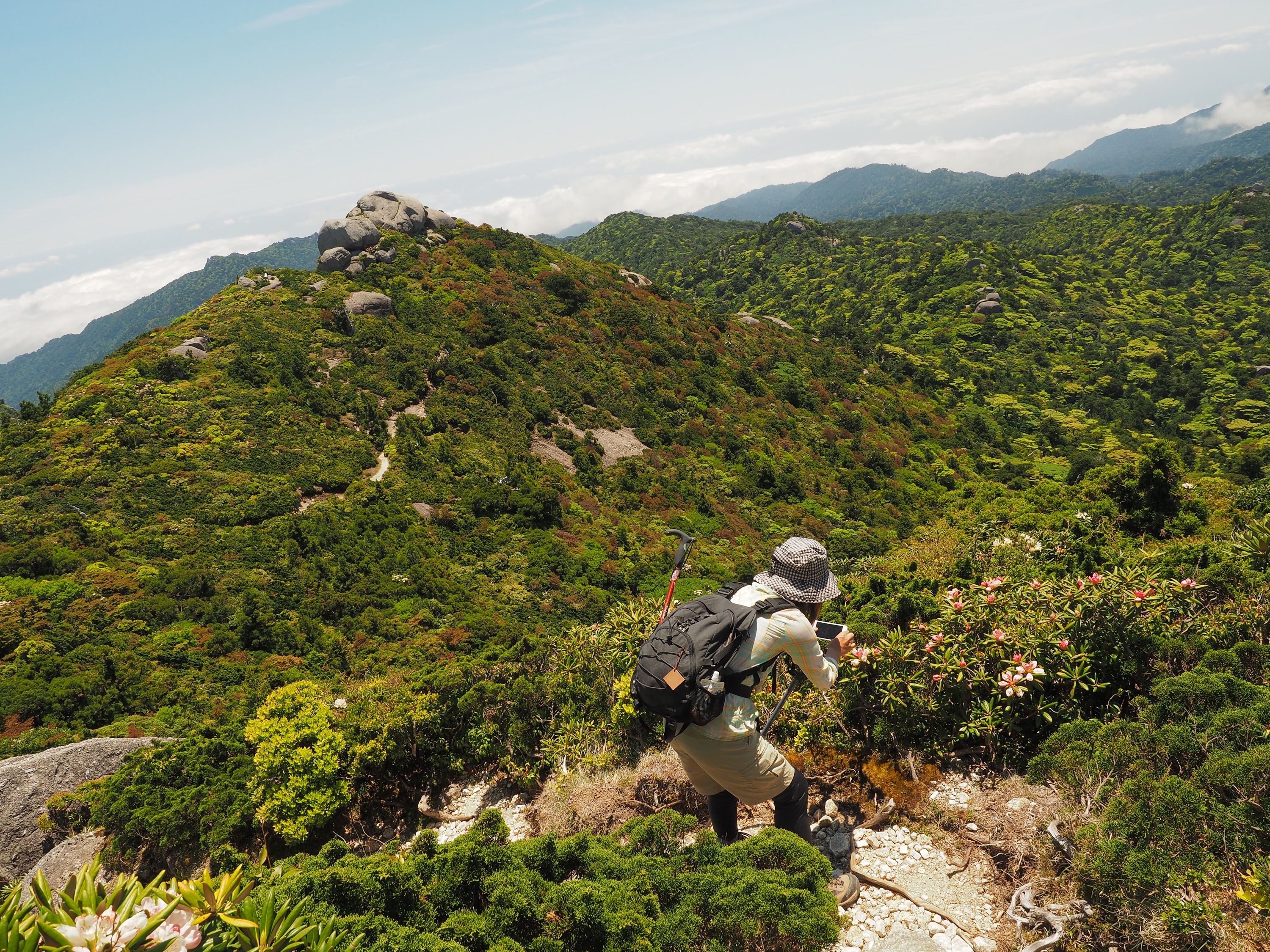 黒味岳付近のヤクシマシャクナゲを撮影