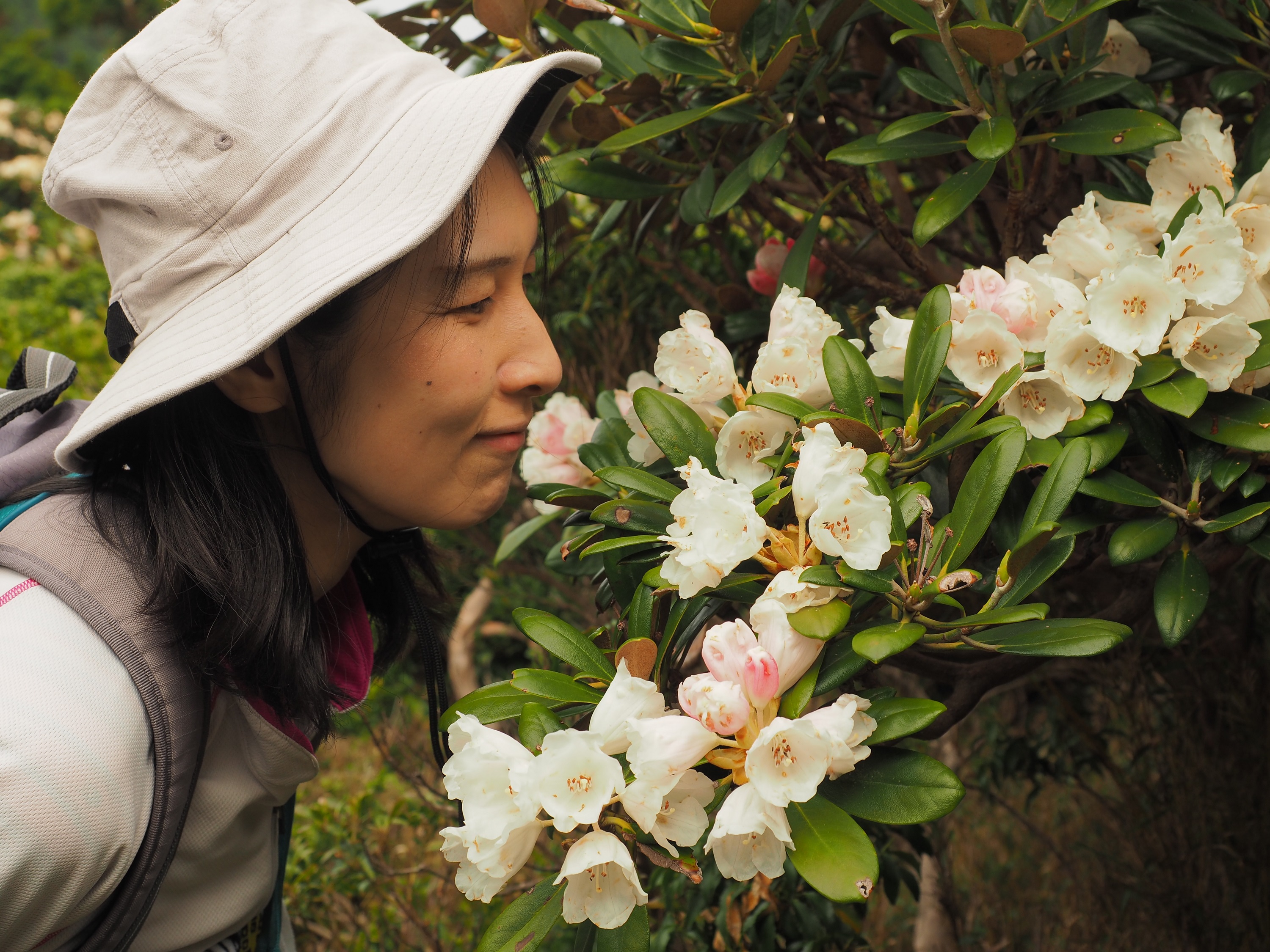 ヤクシマシャクナゲ