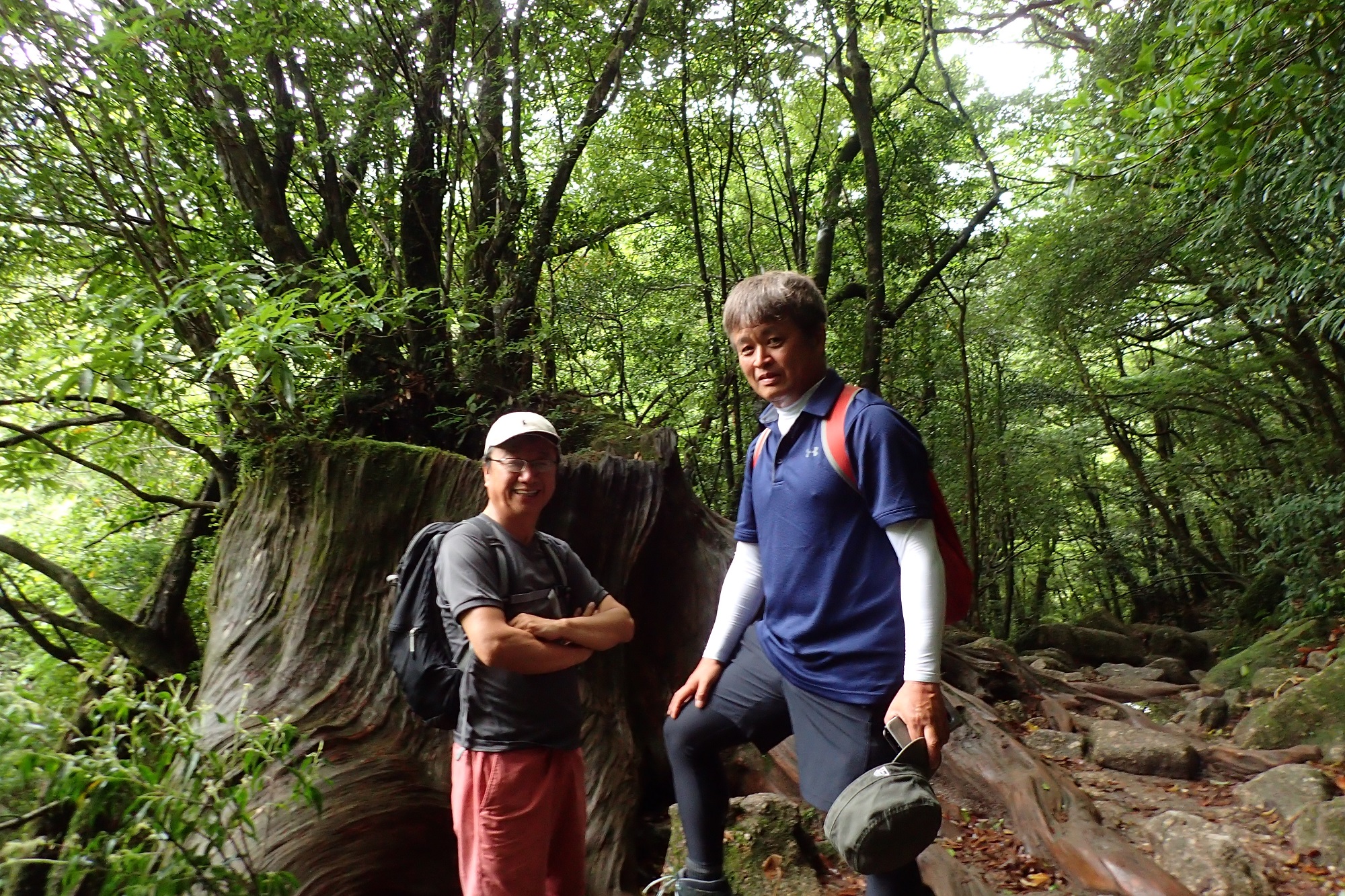 屋久杉の切り株