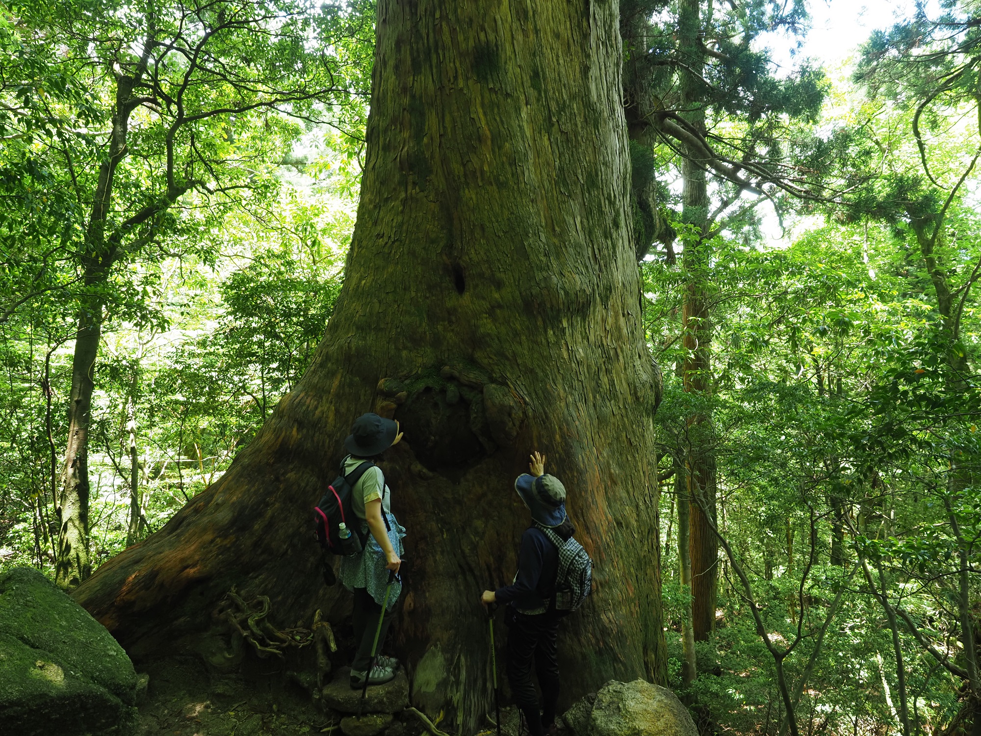 大きな屋久杉