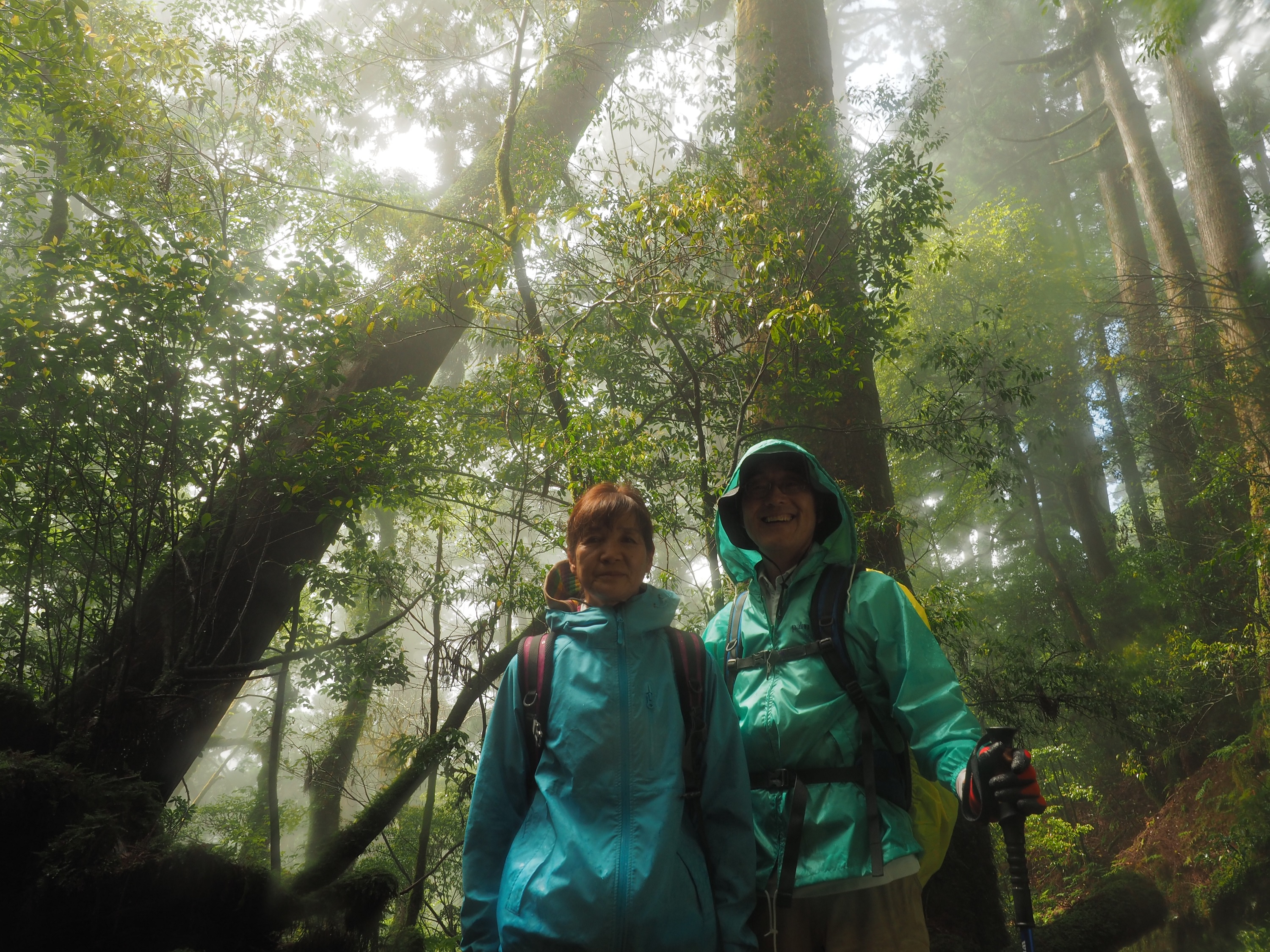 ヤクスギランドの森
