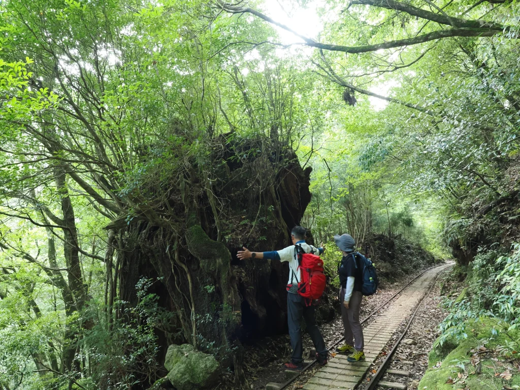 トロッコ道の屋久杉の切り株